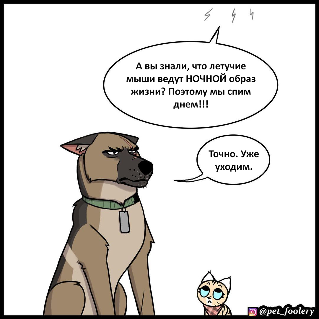 Bat - Comics, Humor, Brutus and Pixie, Pet foolery, Longpost, Bat