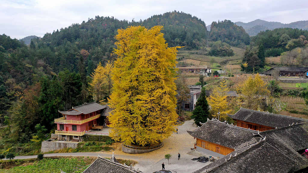 Гинкго(Ginkgo biloba), также называемое девичьим деревом, лиственное голосеменное дерево - Природа, Гинкго, Длиннопост