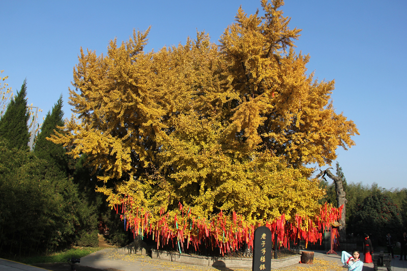 Ginkgo (Ginkgo biloba), also called maidenhair, is a deciduous gymnosperm tree - Nature, Ginkgo, Longpost