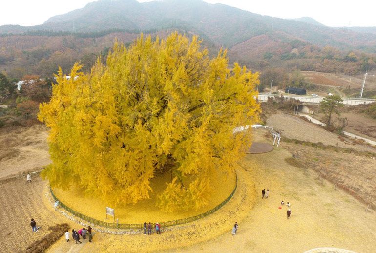 Гинкго(Ginkgo biloba), также называемое девичьим деревом, лиственное голосеменное дерево - Природа, Гинкго, Длиннопост