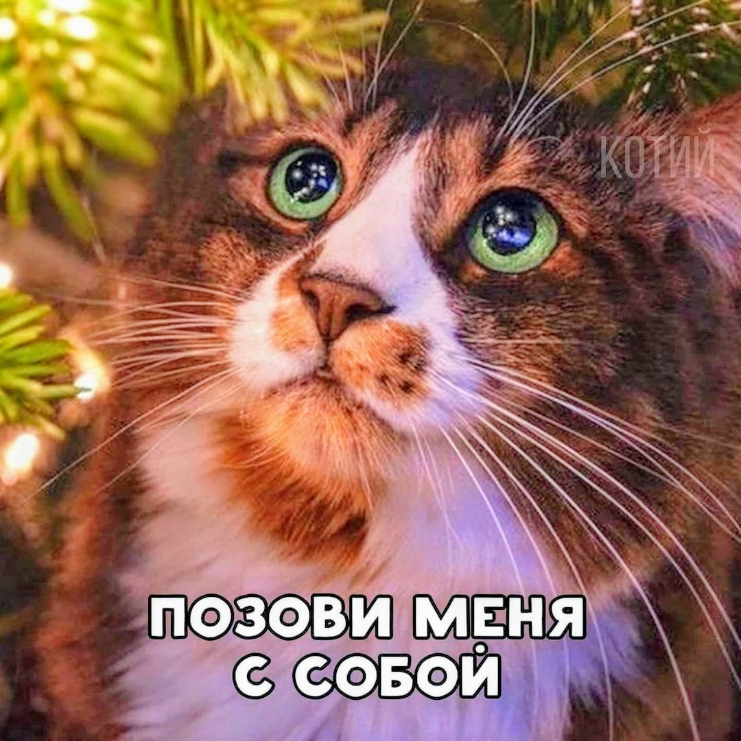 Cat New Year's Eve - cat, New Year, Memes, Christmas tree, Longpost, Call me with you