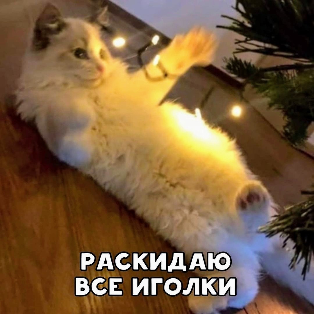 Cat New Year's Eve - cat, New Year, Memes, Christmas tree, Longpost, Call me with you