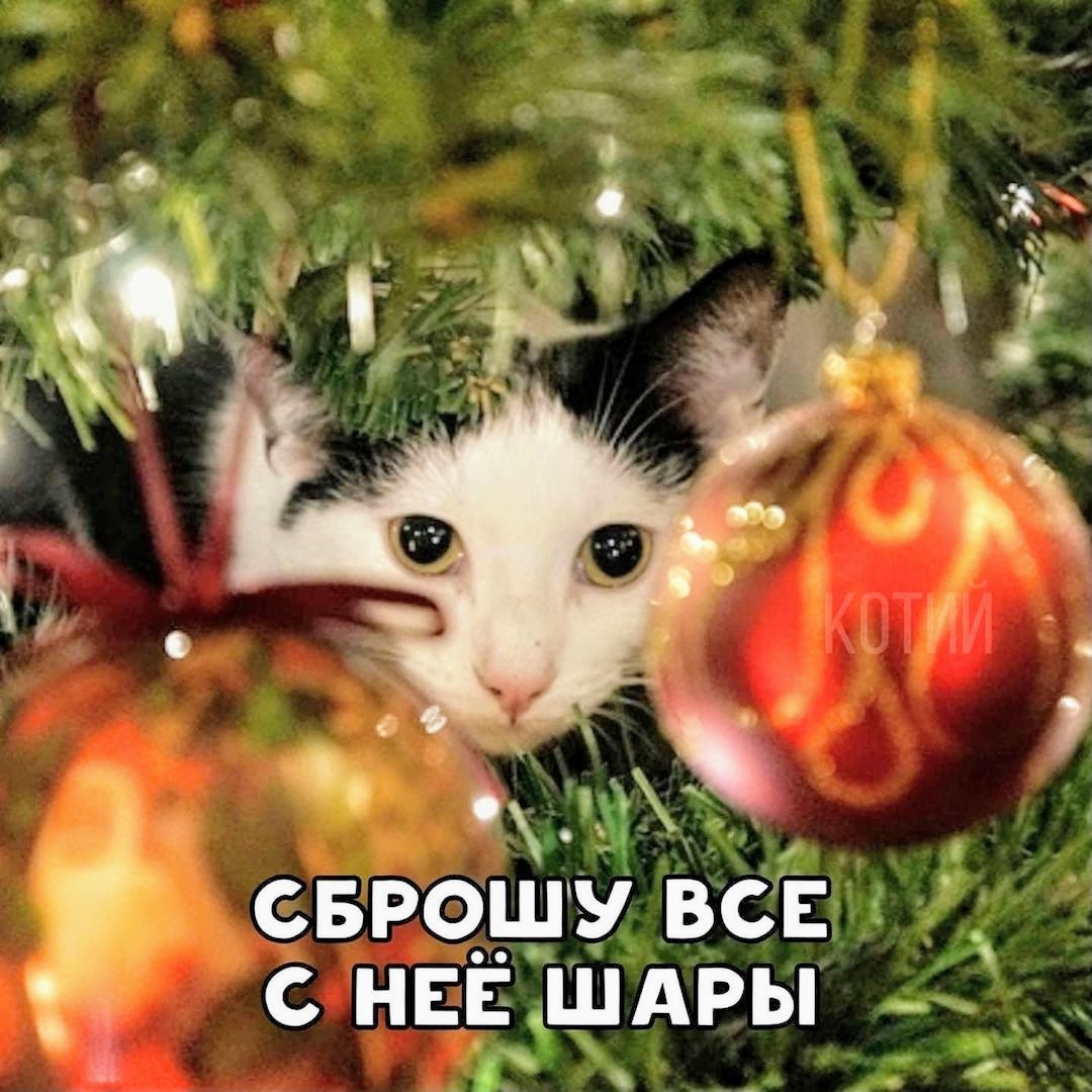 Cat New Year's Eve - cat, New Year, Memes, Christmas tree, Longpost, Call me with you