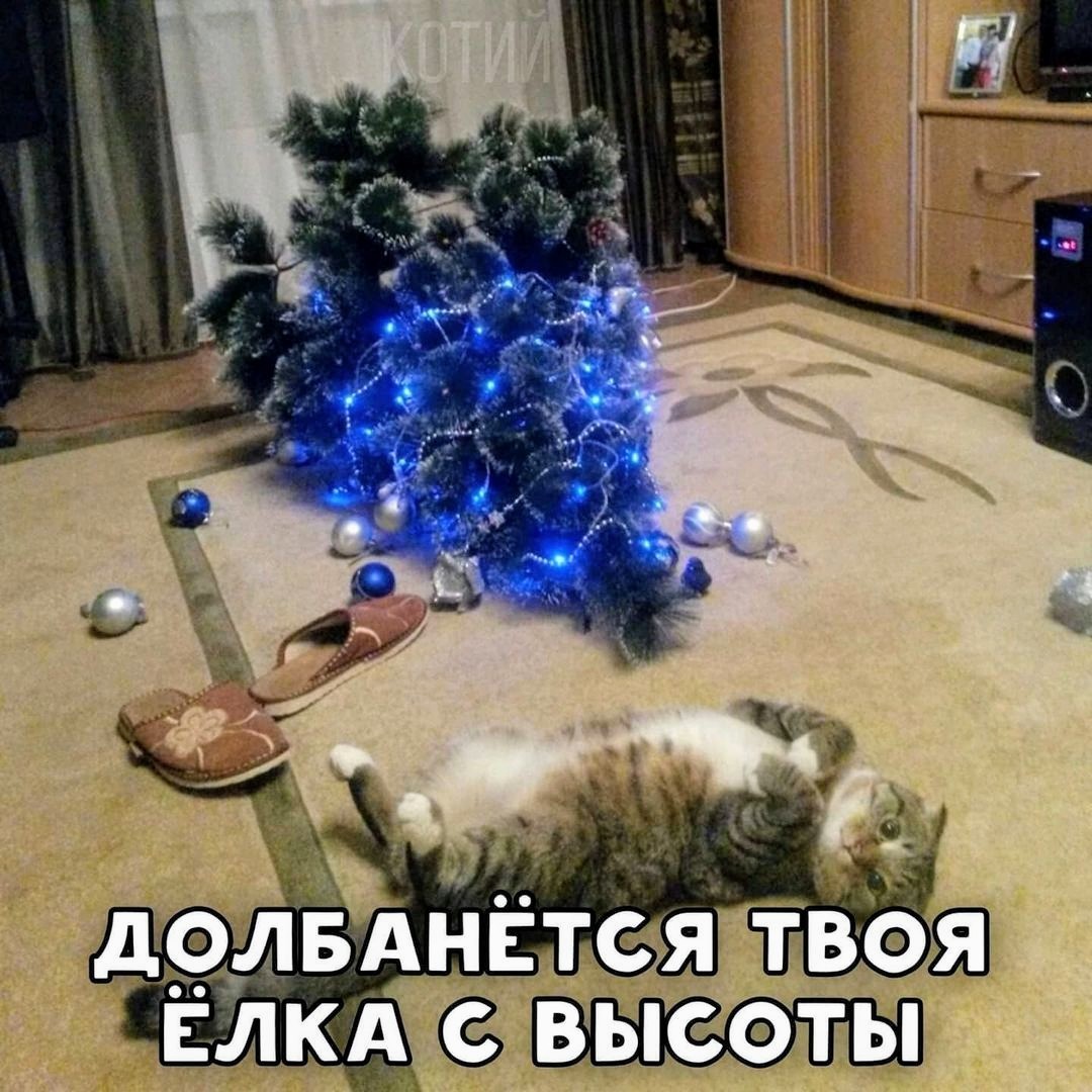 Cat New Year's Eve - cat, New Year, Memes, Christmas tree, Longpost, Call me with you