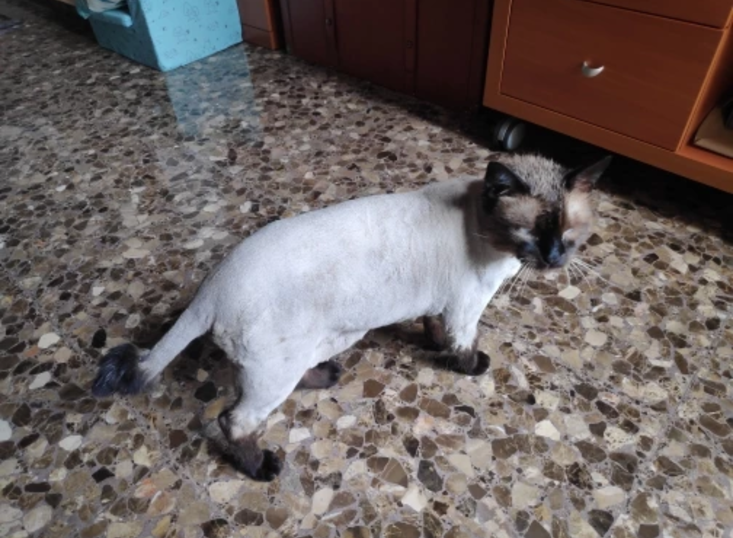 Emotions of cats and dogs after haircut - cat, Dog, Emotions, Longpost