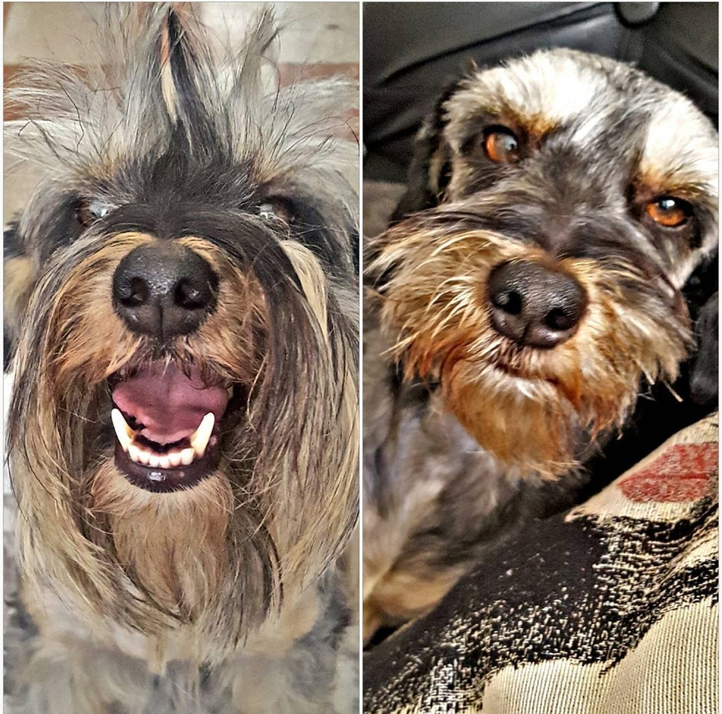 Emotions of cats and dogs after haircut - cat, Dog, Emotions, Longpost