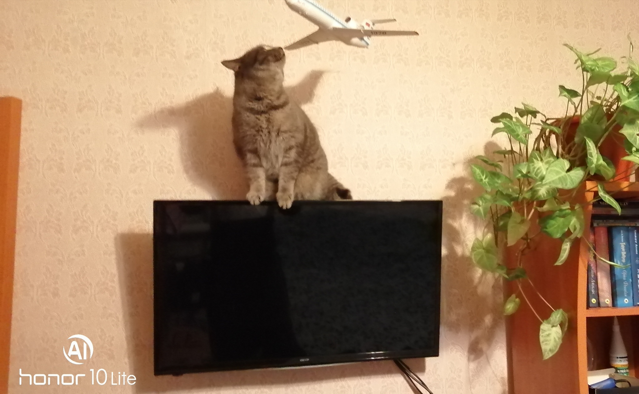 Cat vs Yak - My, cat, TV set, Airplane