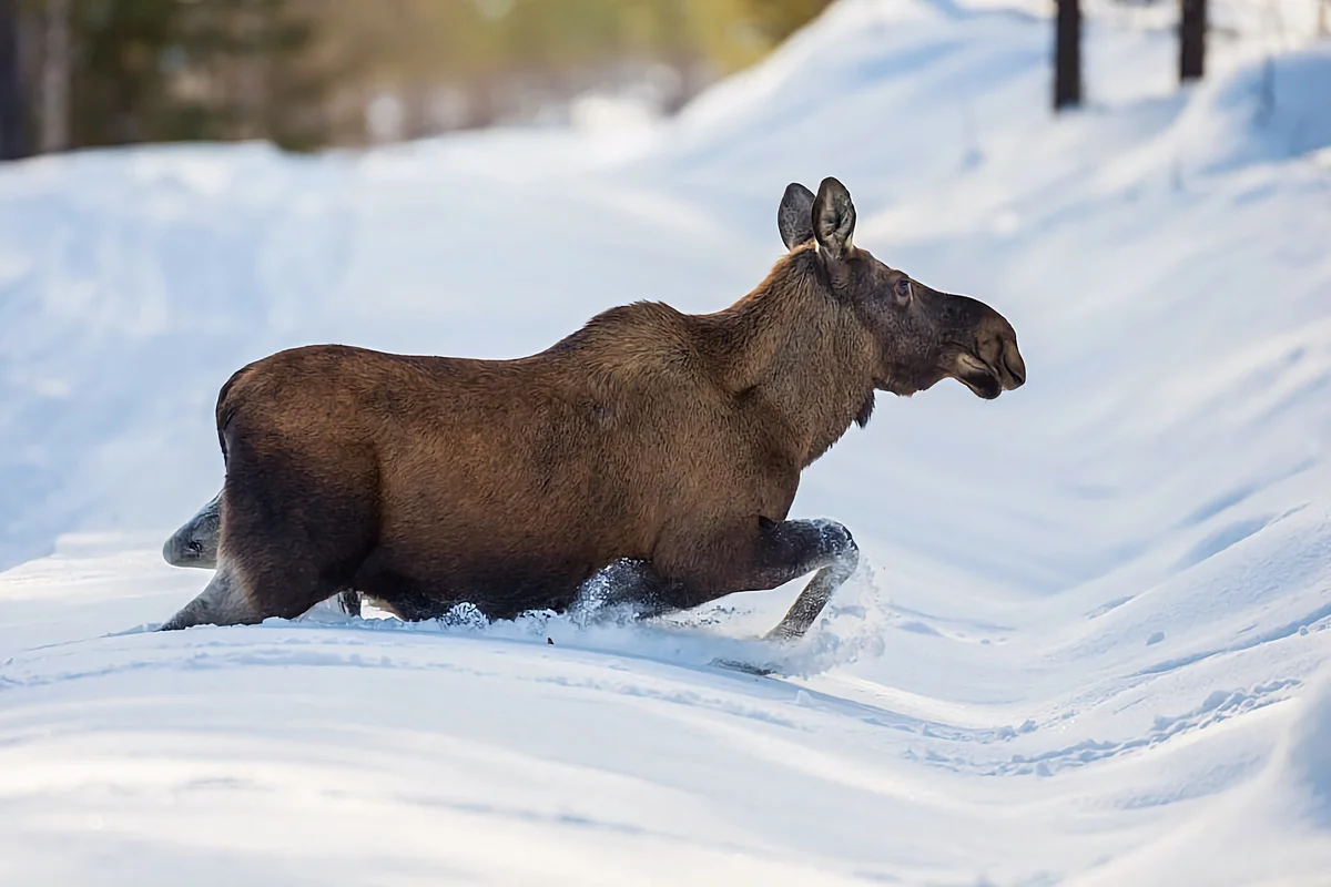 How does an elk winter: several features from the life of an elk - Animals, Elk, Yandex Zen, Longpost