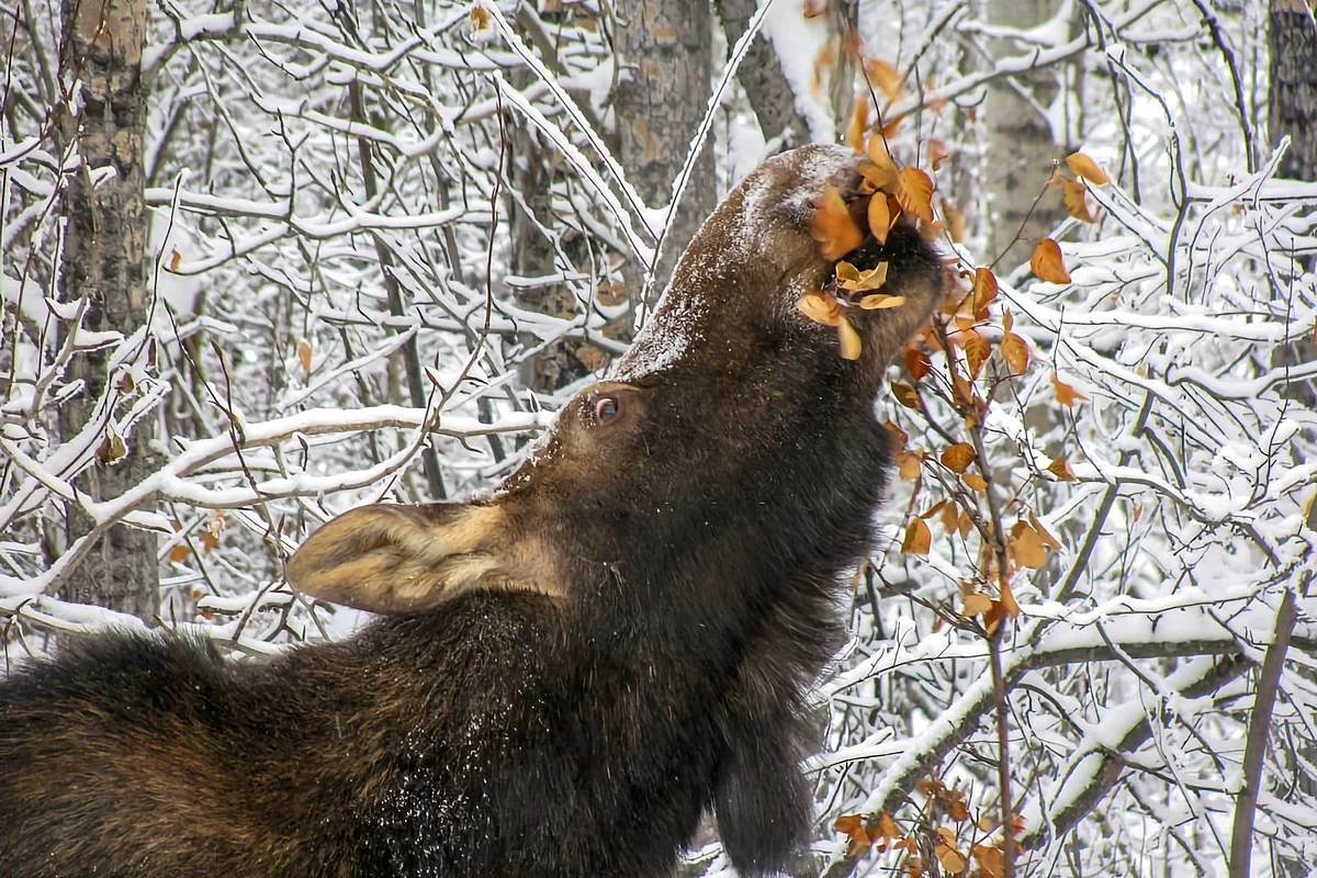 How does an elk winter: several features from the life of an elk - Animals, Elk, Yandex Zen, Longpost