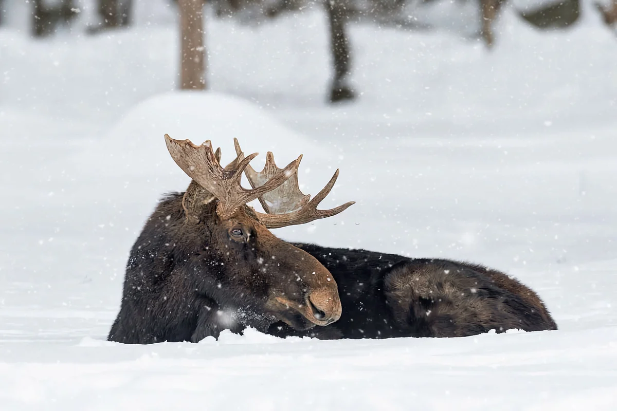 How does an elk winter: several features from the life of an elk - Animals, Elk, Yandex Zen, Longpost