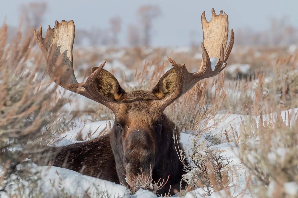 How does an elk winter: several features from the life of an elk - Animals, Elk, Yandex Zen, Longpost