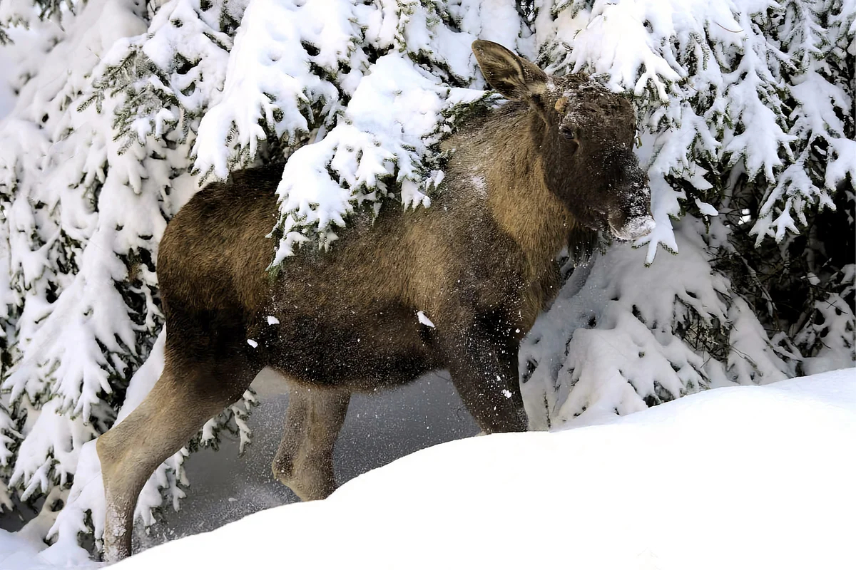 How does an elk winter: several features from the life of an elk - Animals, Elk, Yandex Zen, Longpost