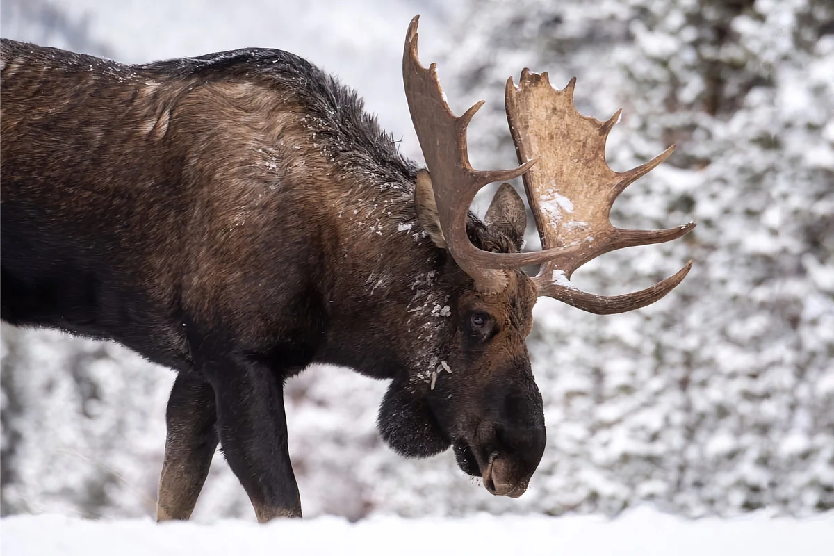 How does an elk winter: several features from the life of an elk - Animals, Elk, Yandex Zen, Longpost