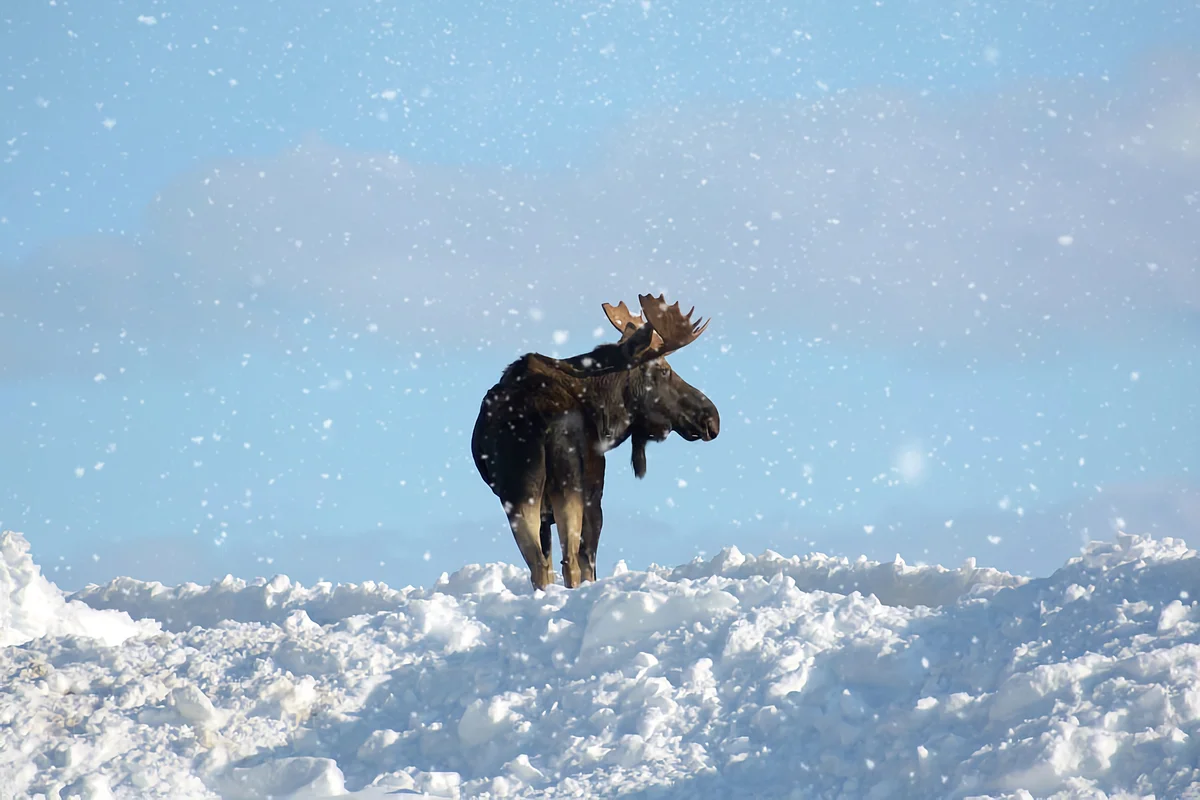 How does an elk winter: several features from the life of an elk - Animals, Elk, Yandex Zen, Longpost