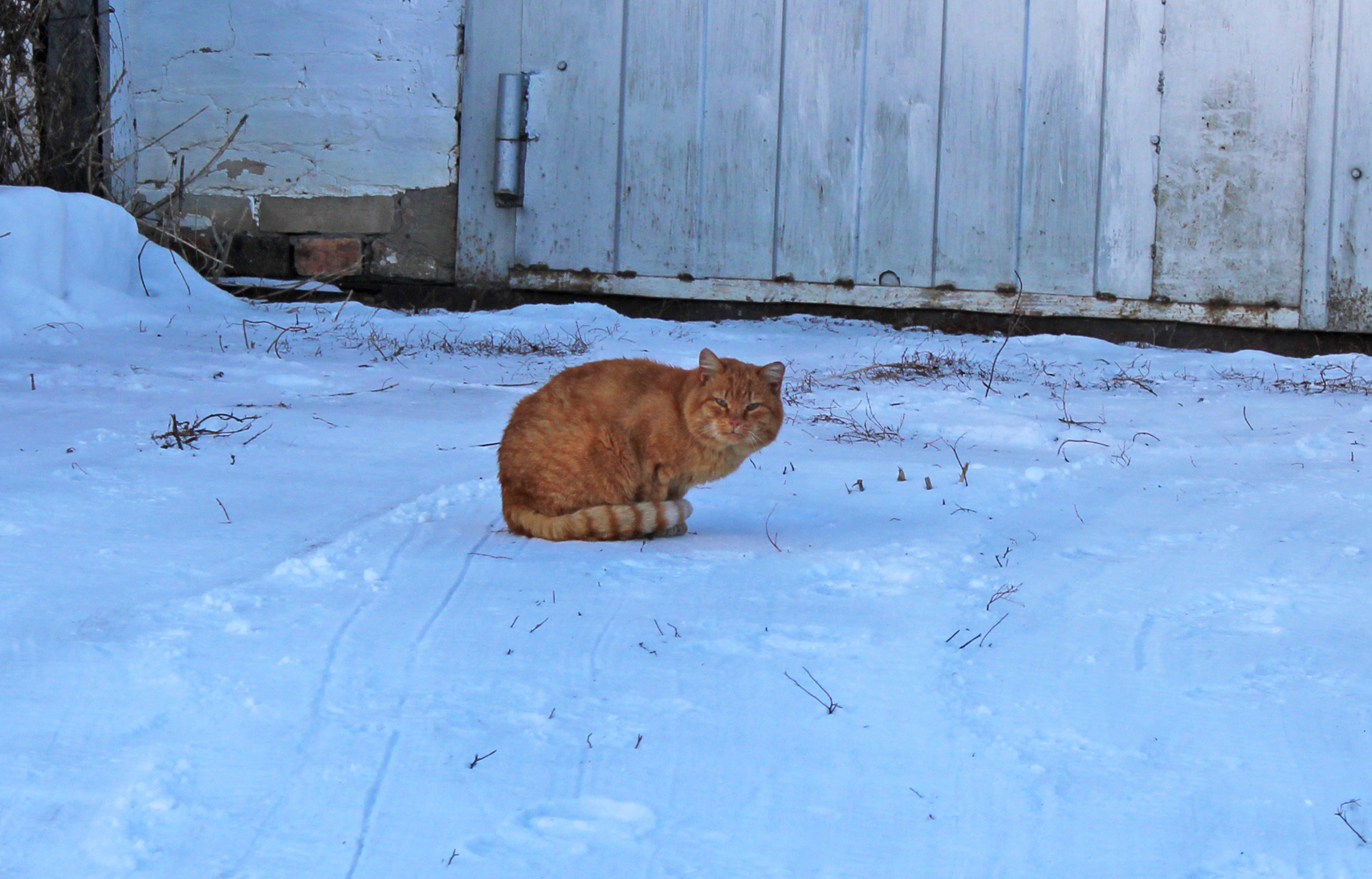 Eh, Village - My, The photo, cat, Village, Longpost, Beloyarskoye village