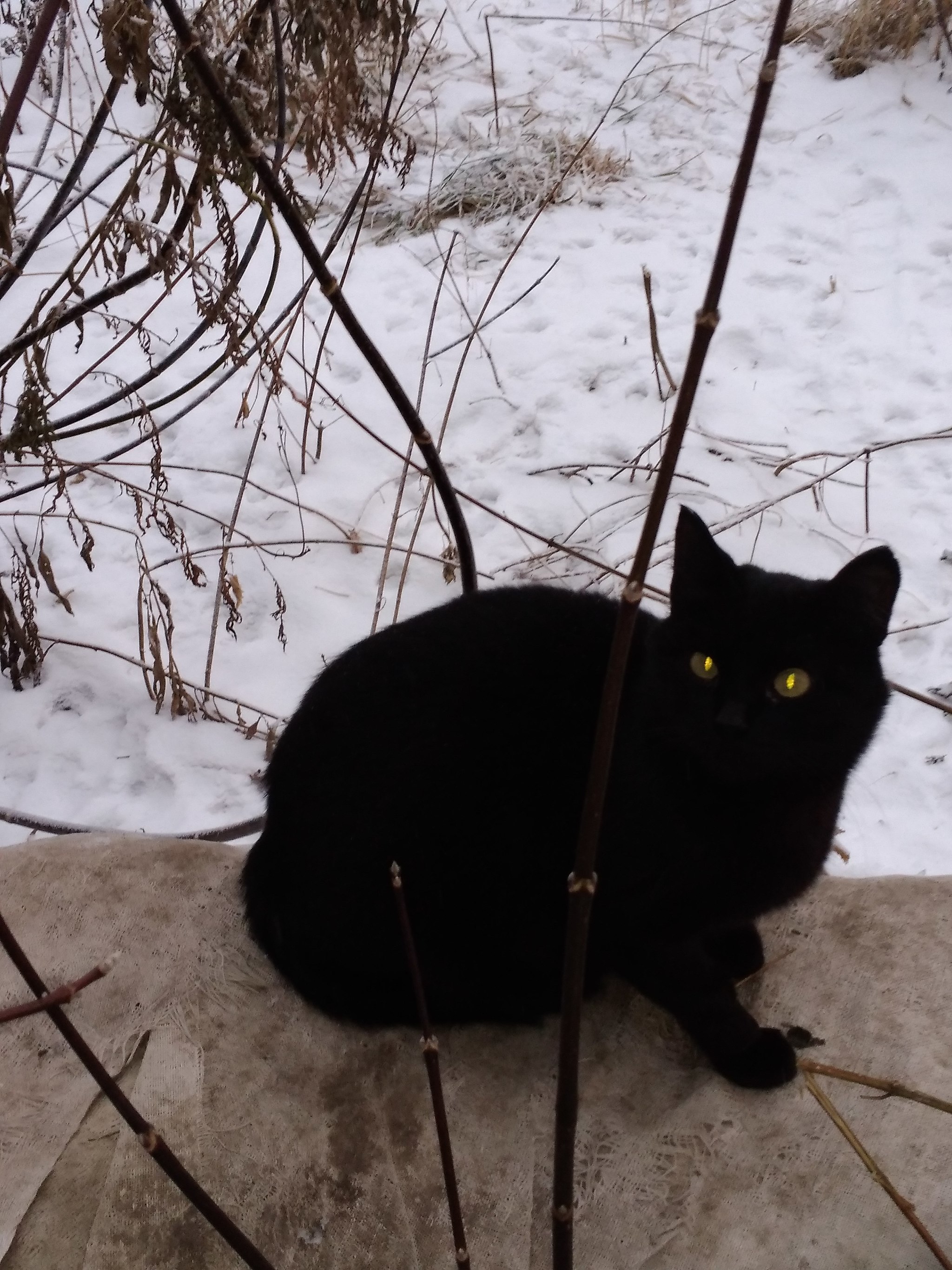 Котэ живёт во дворе.. хозяин найдись - Моё, Бездомные животные, Арамиль, Екатеринбург, Животные, Черный кот, Длиннопост, В добрые руки, Кот, Без рейтинга