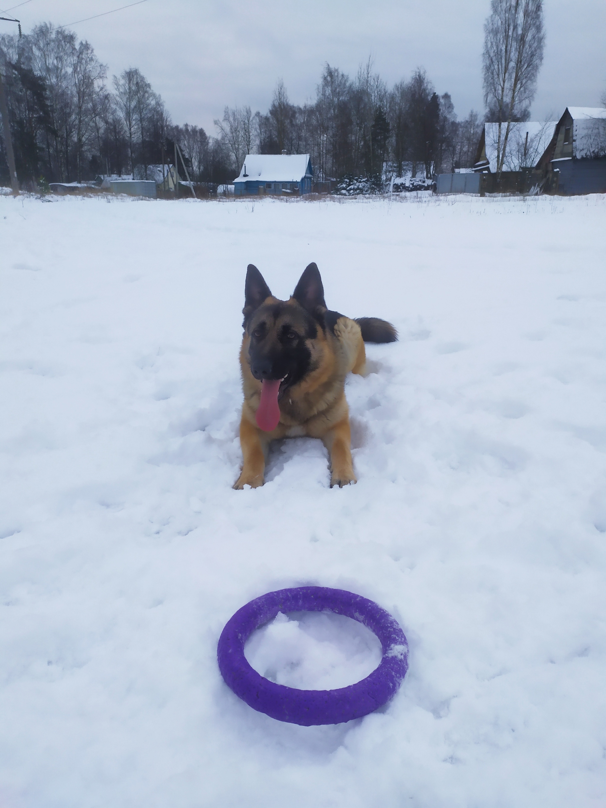 Eight) - My, German Shepherd, Winter in Prostokvashyno, Video, Longpost, Dog