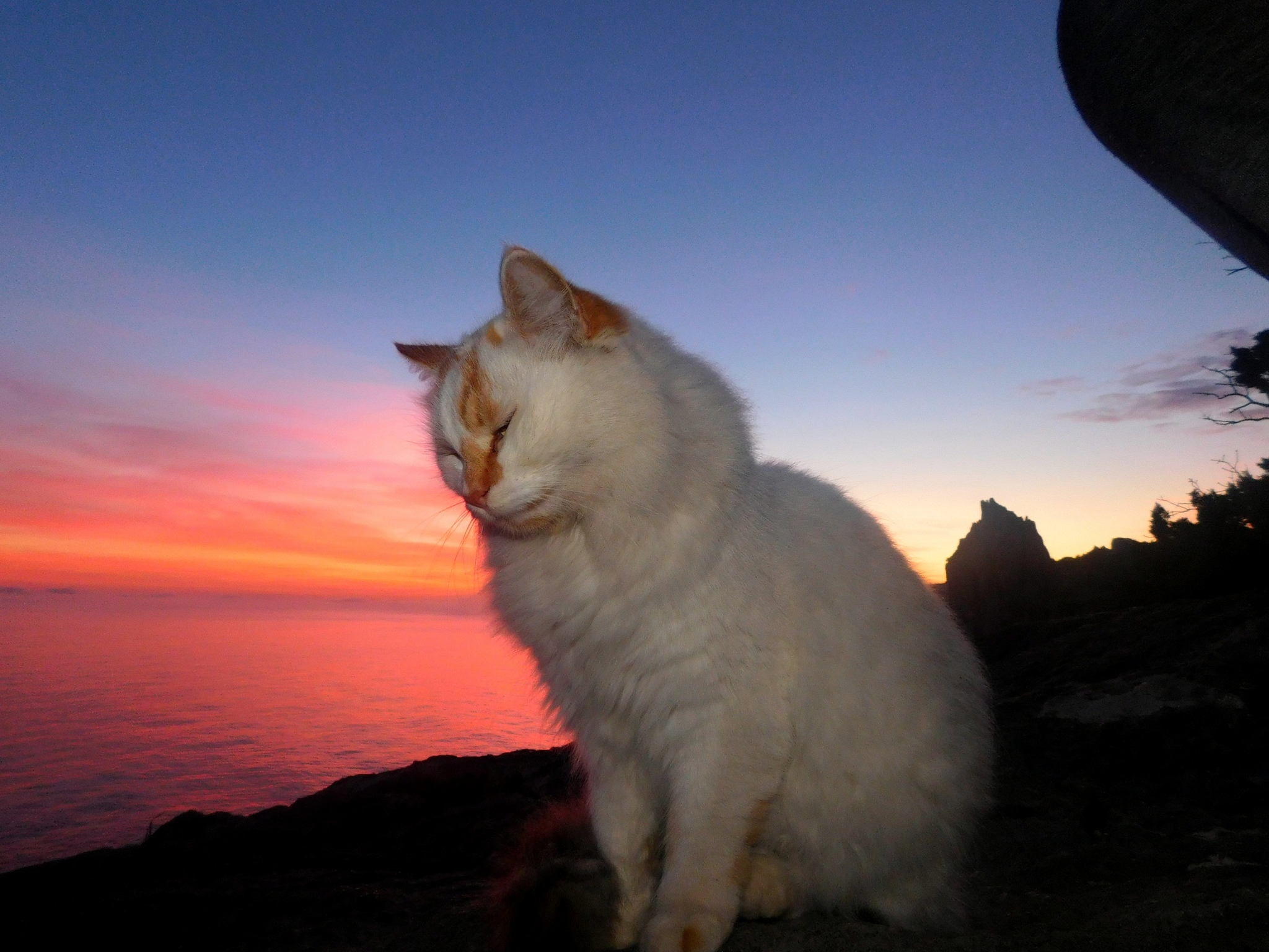 Seals - cat, Sea, The photo, Sunset, Longpost