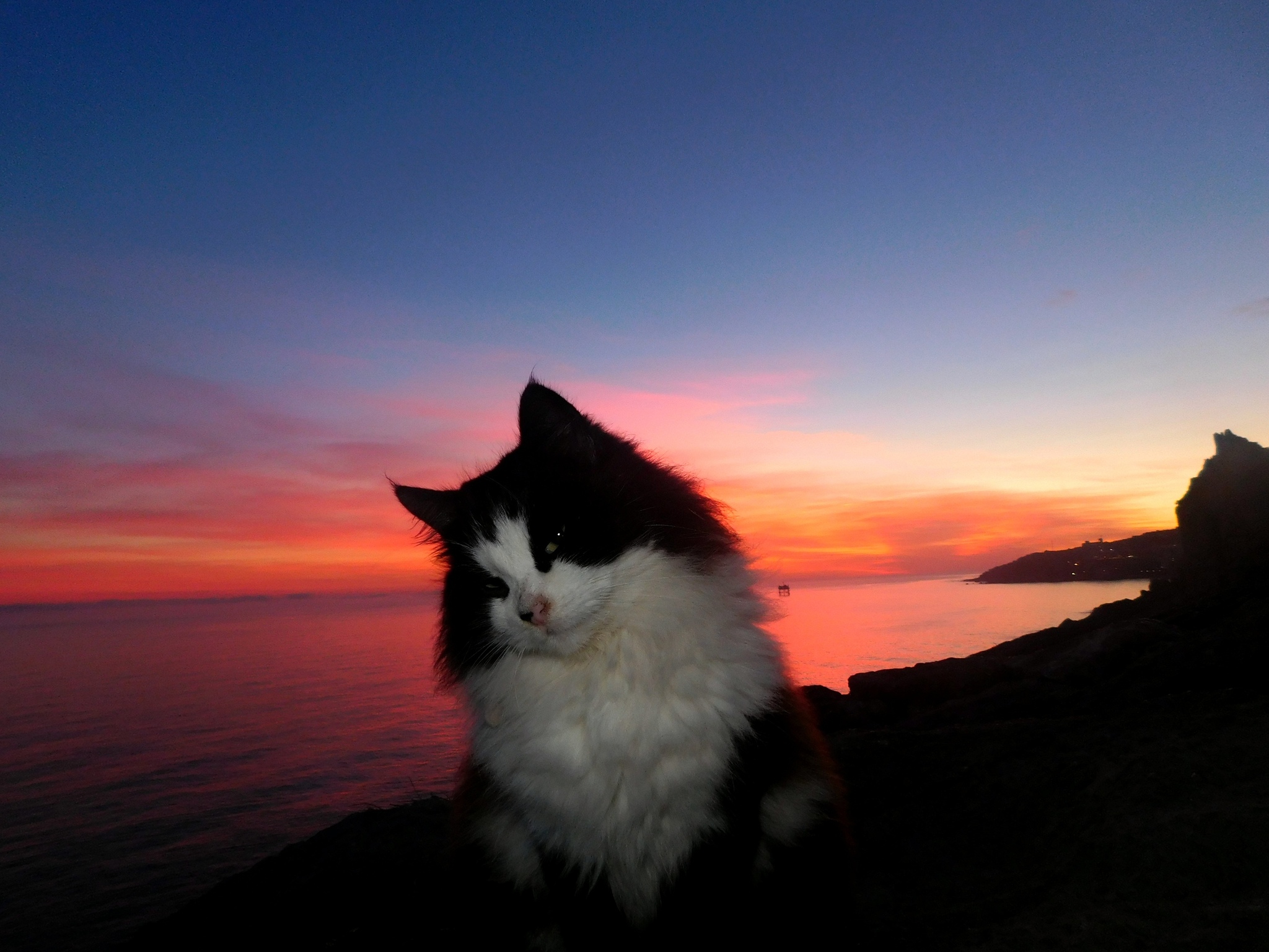 Seals - cat, Sea, The photo, Sunset, Longpost