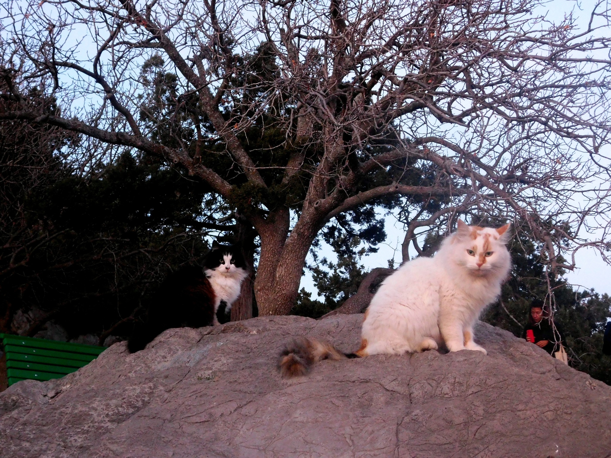 Seals - cat, Sea, The photo, Sunset, Longpost