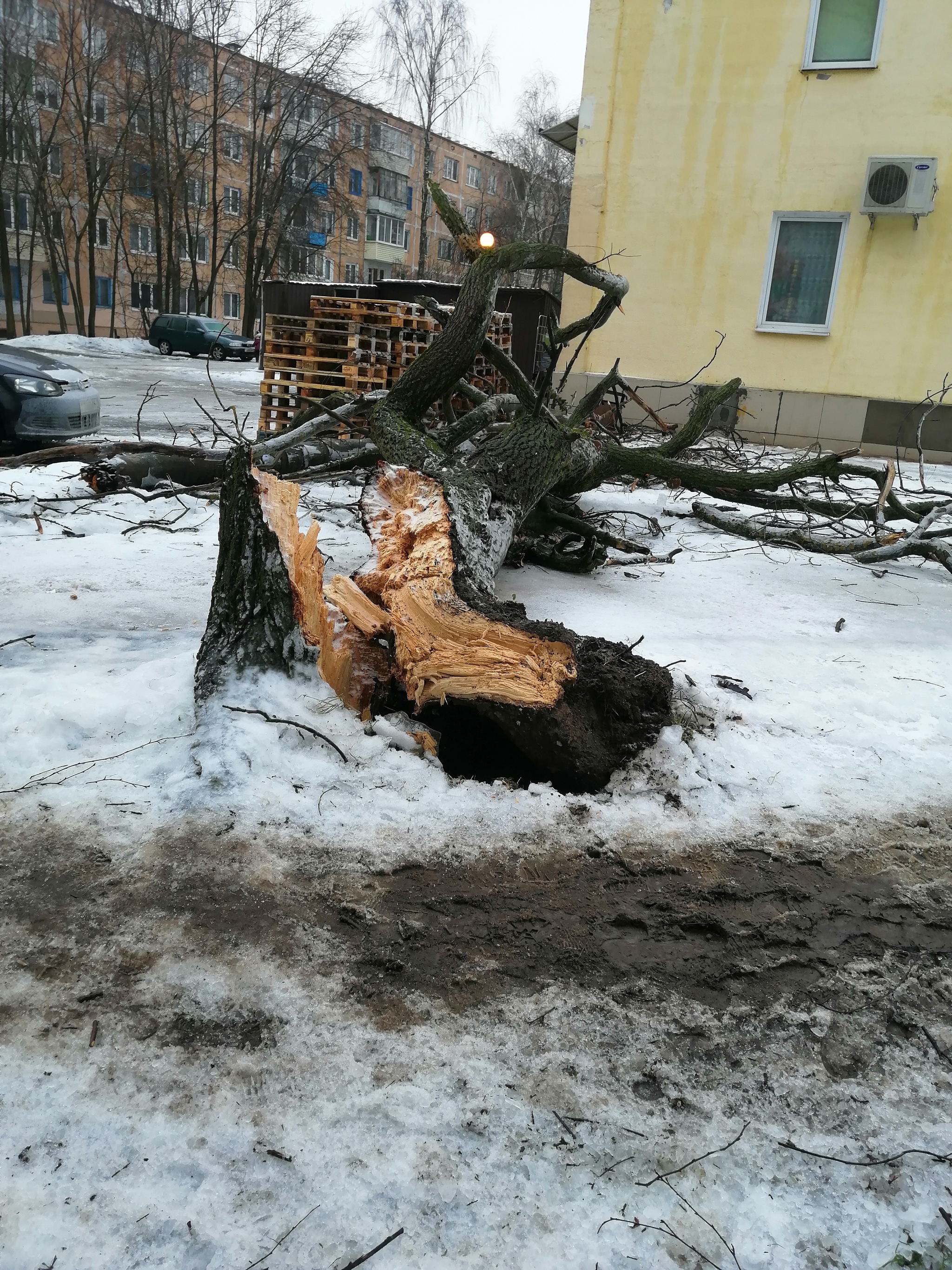 Consequences of freezing rain in Vitebsk - My, Vitebsk, Bad weather, Longpost