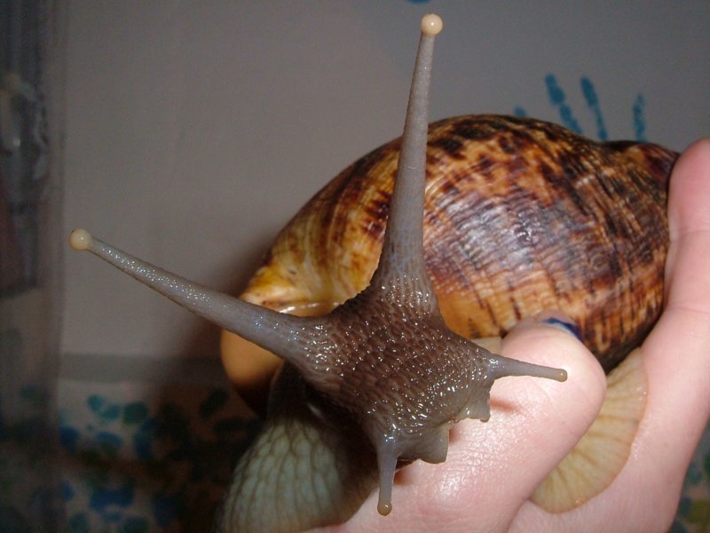 The largest snail in the world - Animals, Snail, Achatina, Longpost, Video