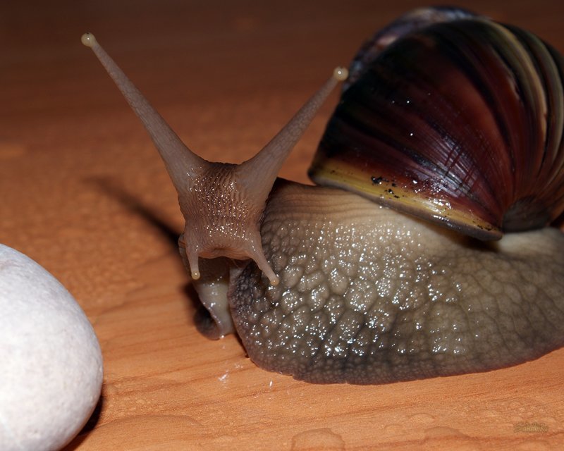 The largest snail in the world - Animals, Snail, Achatina, Longpost, Video