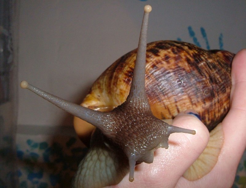 The largest snail in the world - Animals, Snail, Achatina, Longpost, Video