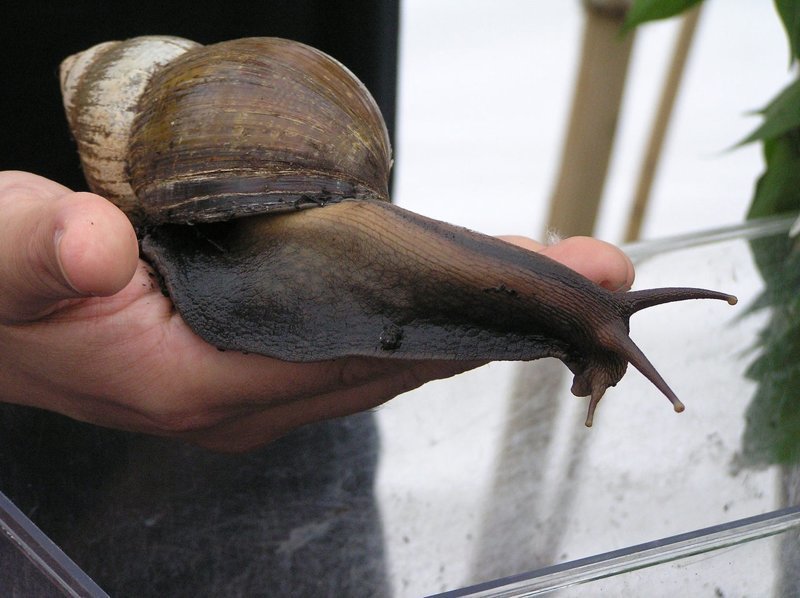 The largest snail in the world - Animals, Snail, Achatina, Longpost, Video