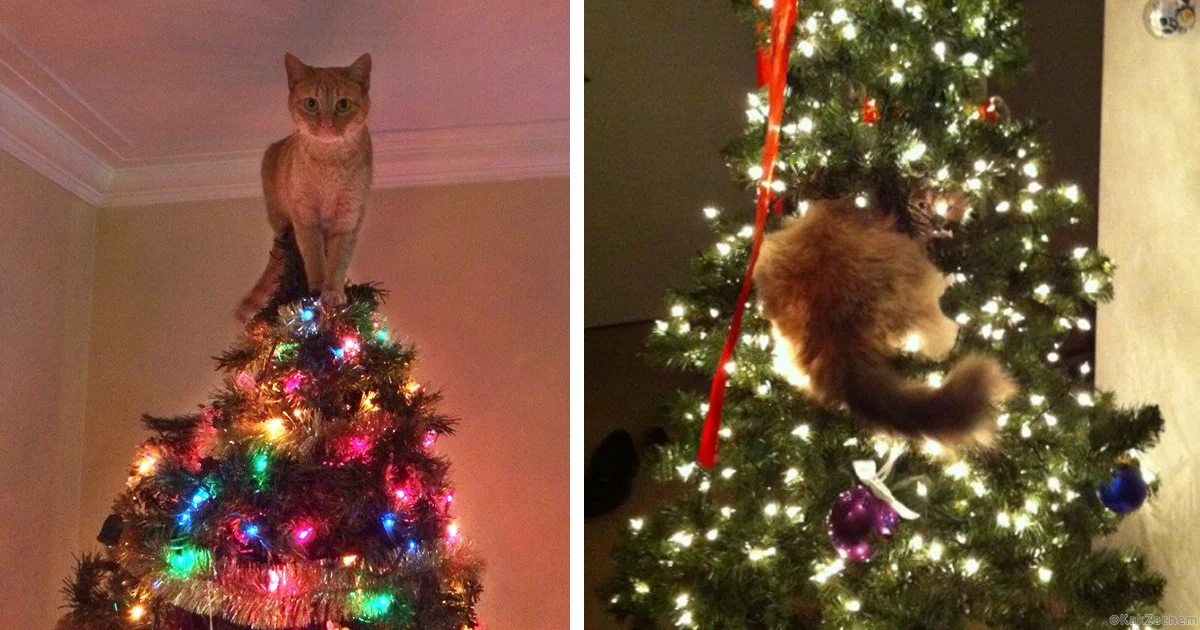 Why do cats love to cut down Christmas trees so much? - cat, Christmas tree, Yandex Zen, Animals, Longpost