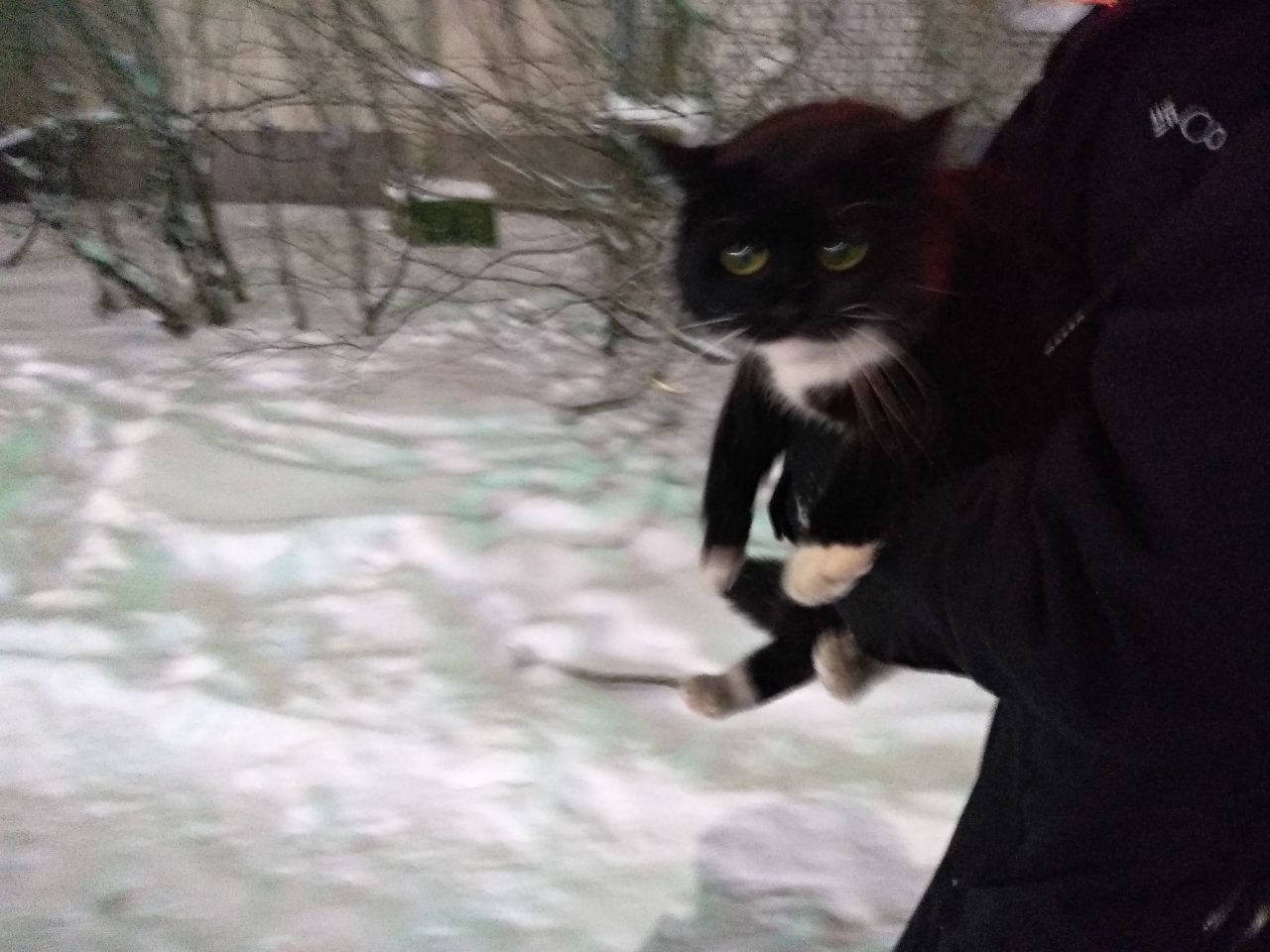 Arkhangelsk, a domestic cat was found on the street (alarm clear) - My, Lost, cat, No rating, Longpost, Arkhangelsk, Found a cat