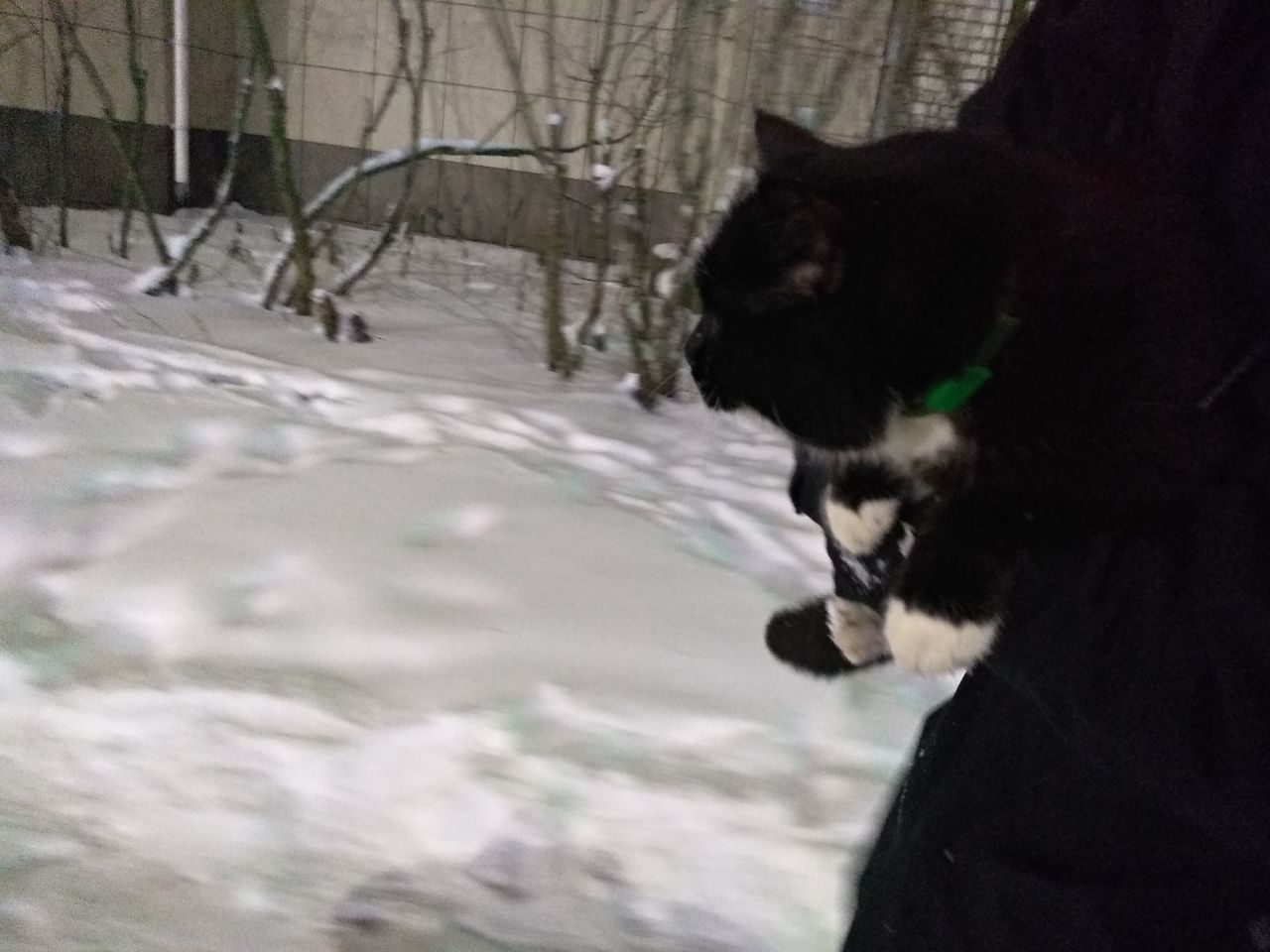 Arkhangelsk, a domestic cat was found on the street (alarm clear) - My, Lost, cat, No rating, Longpost, Arkhangelsk, Found a cat