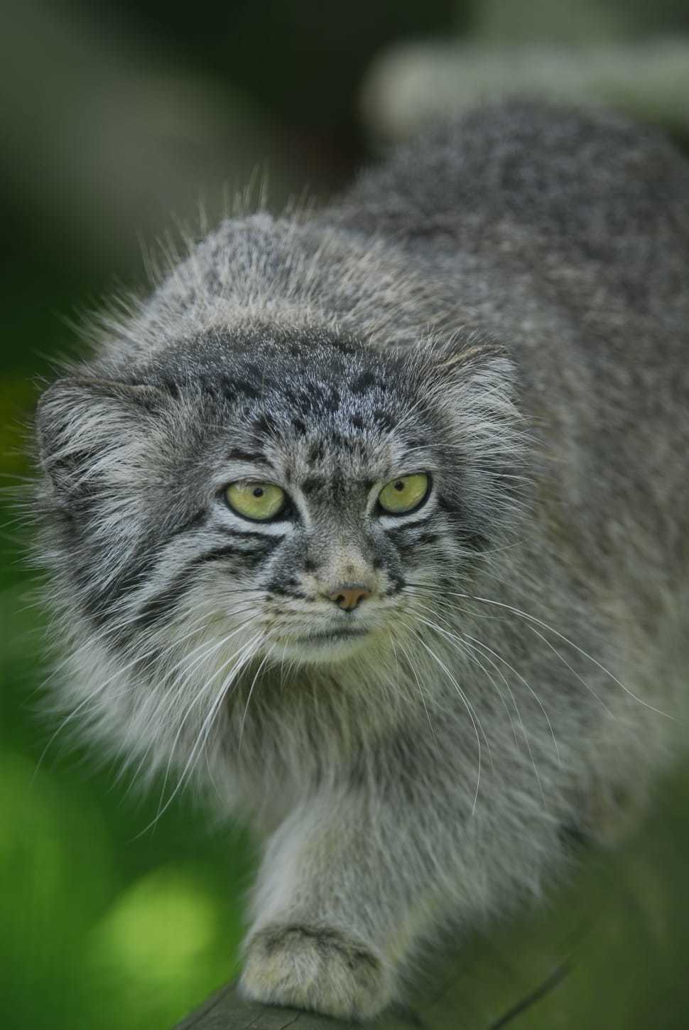 Handsome manul - Pallas' cat, Small cats, Cat family, Milota, Longpost, The photo