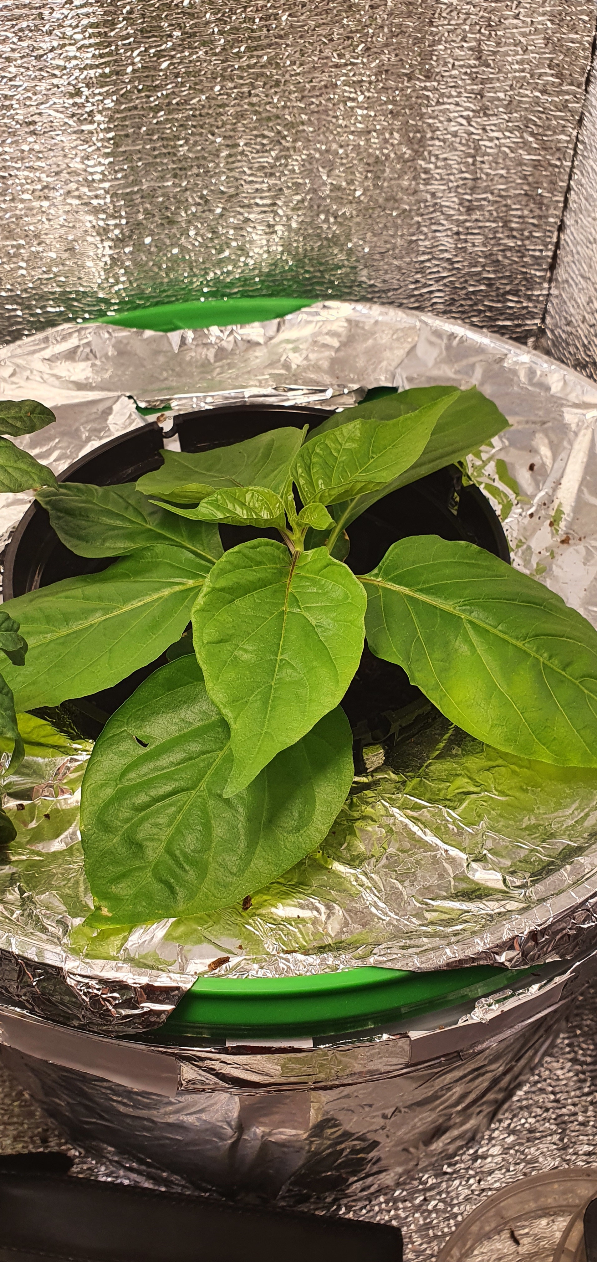 New Year's babies Carolina Reaper Chocolate on Hydra - My, Hot peppers, Capsaicin, Longpost