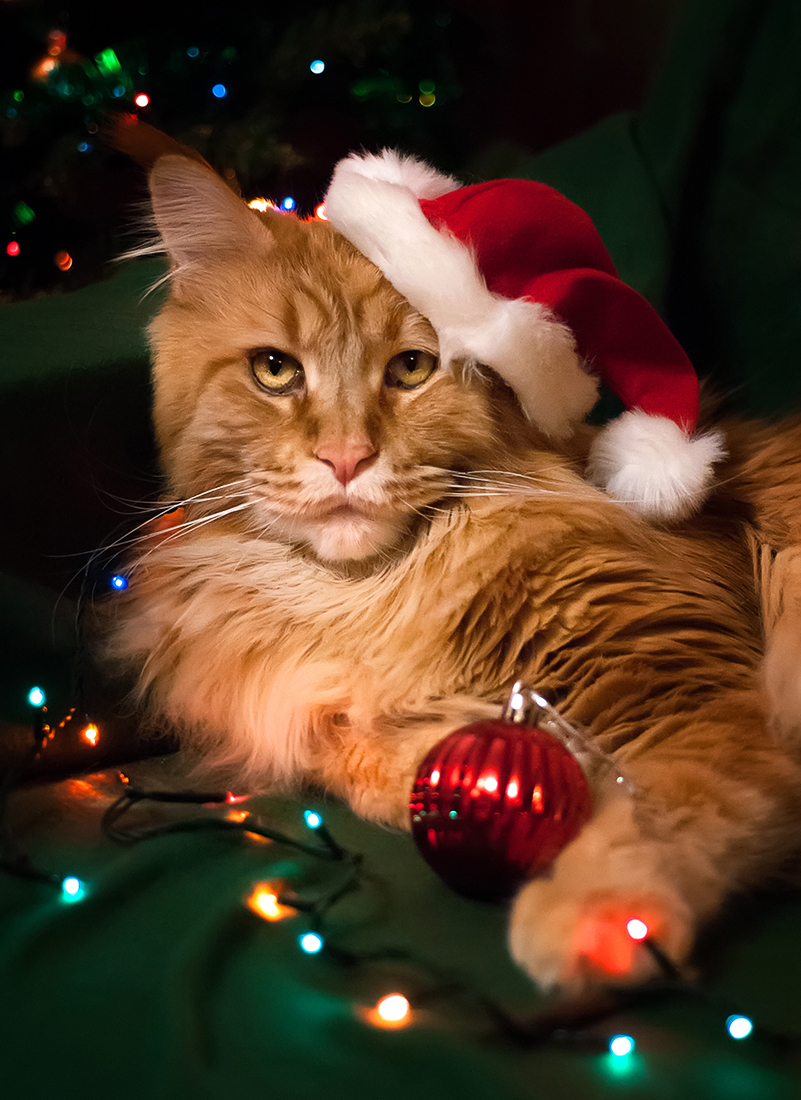 Christmas mood - My, cat, Maine Coon, Pets, New Year, Redheads