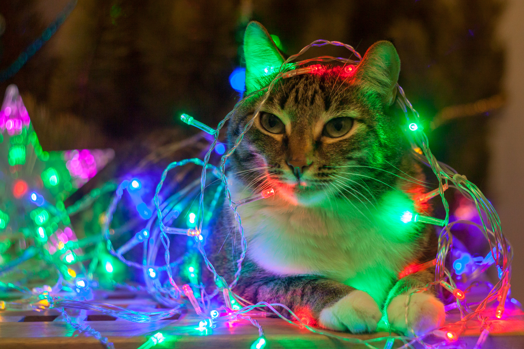 New Year's cat 2021 - My, cat, Cat lovers, New Year, Longpost, Garland