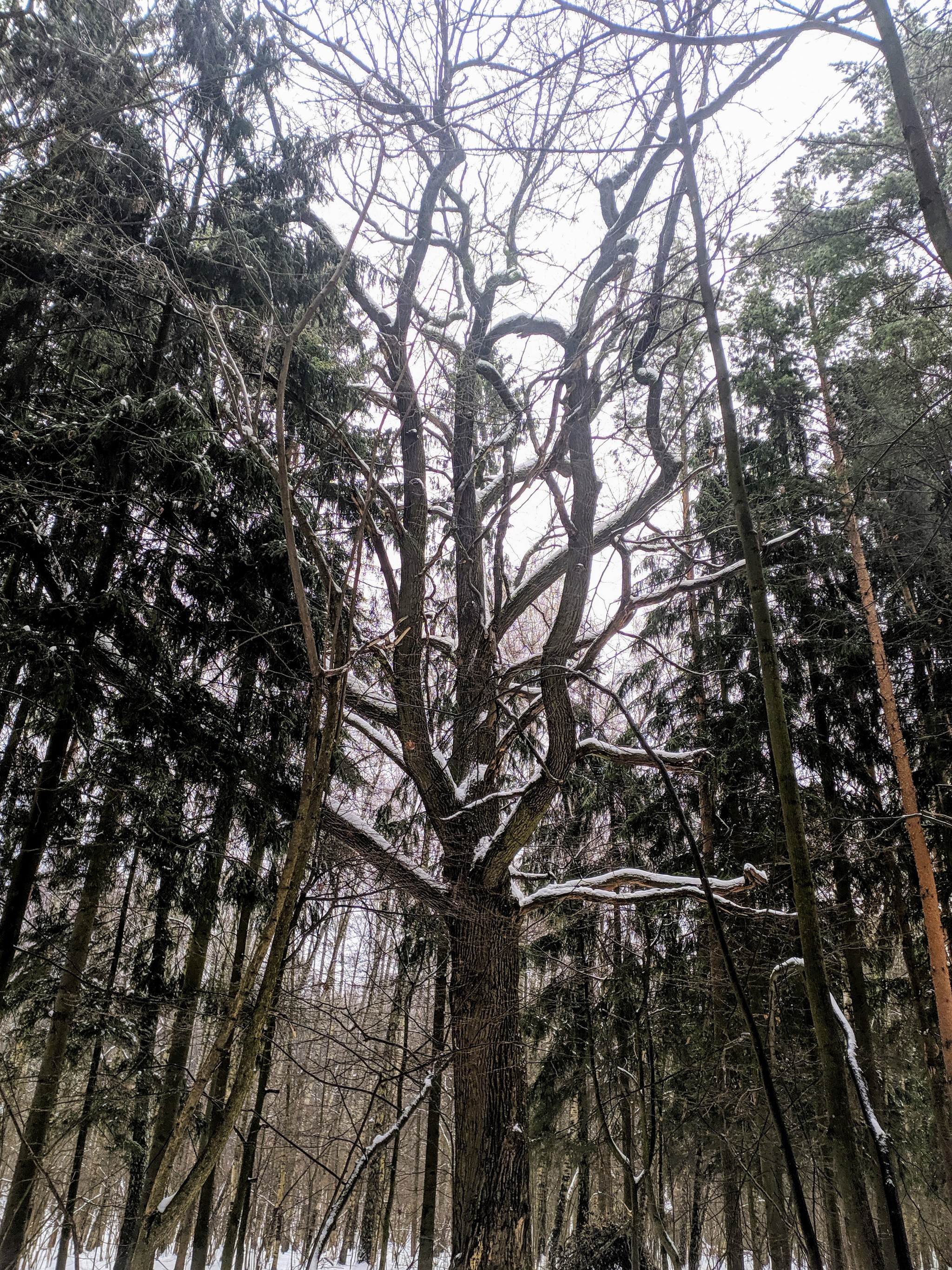 Bitsevsky forest, January 1 - My, Forest, Chertanovo, Bitsevsky Park, Winter, Longpost