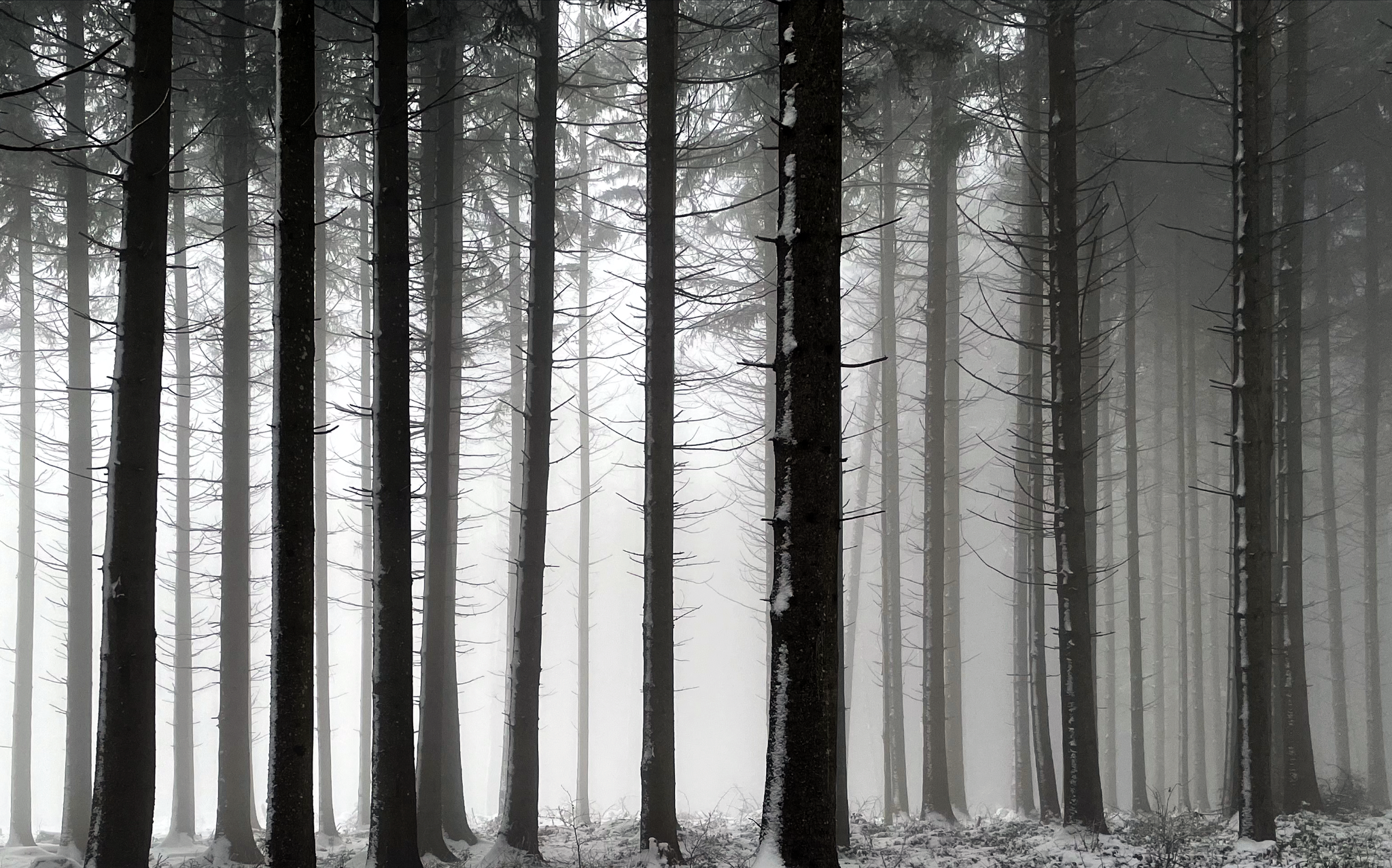 The future is unclear - My, Forest, Fog, The photo, iPhone, Switzerland