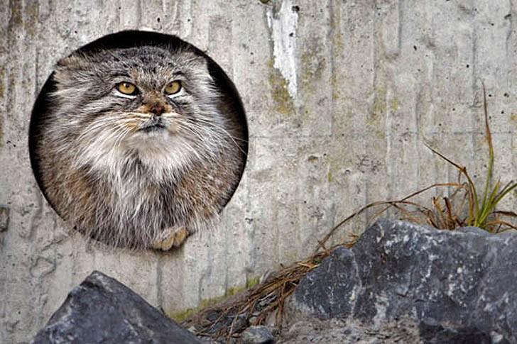 Maybe it’s better not to get into this house? - Pallas' cat, Small cats, I'm in the house, Don't get in - it will kill, Milota