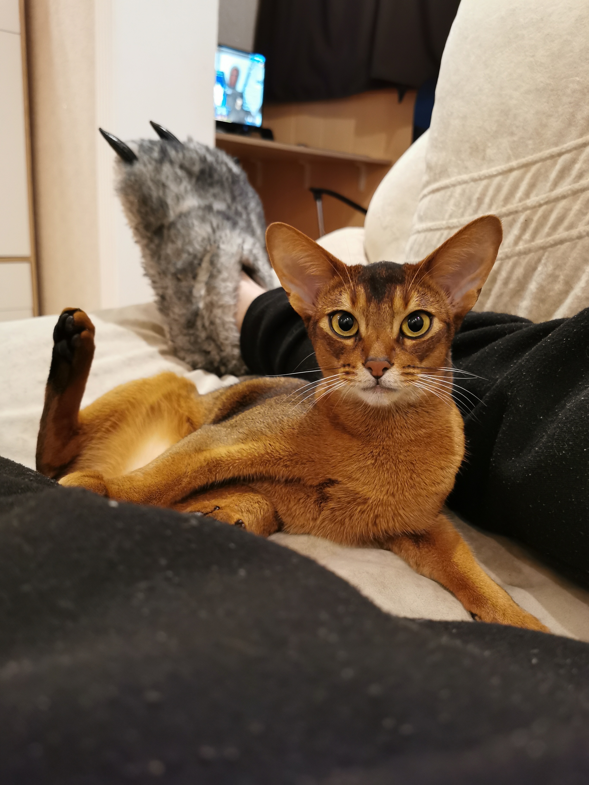 Tricky, treacherous tail - My, cat, Abyssinian cat, Photo on sneaker, Video, Longpost, Vertical video