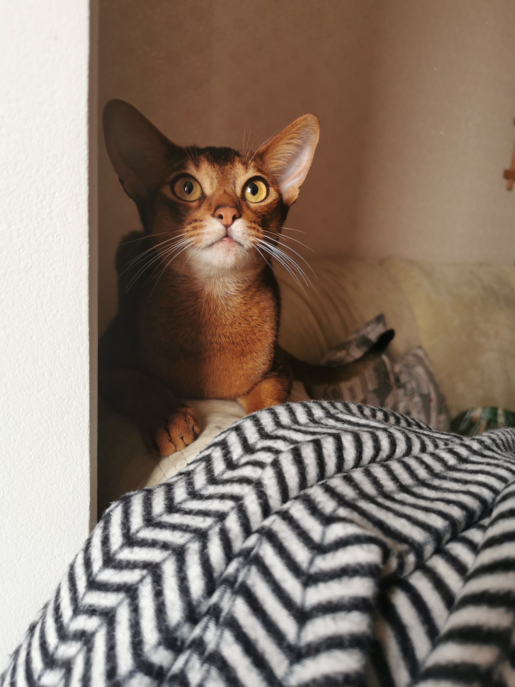 Tricky, treacherous tail - My, cat, Abyssinian cat, Photo on sneaker, Video, Longpost, Vertical video