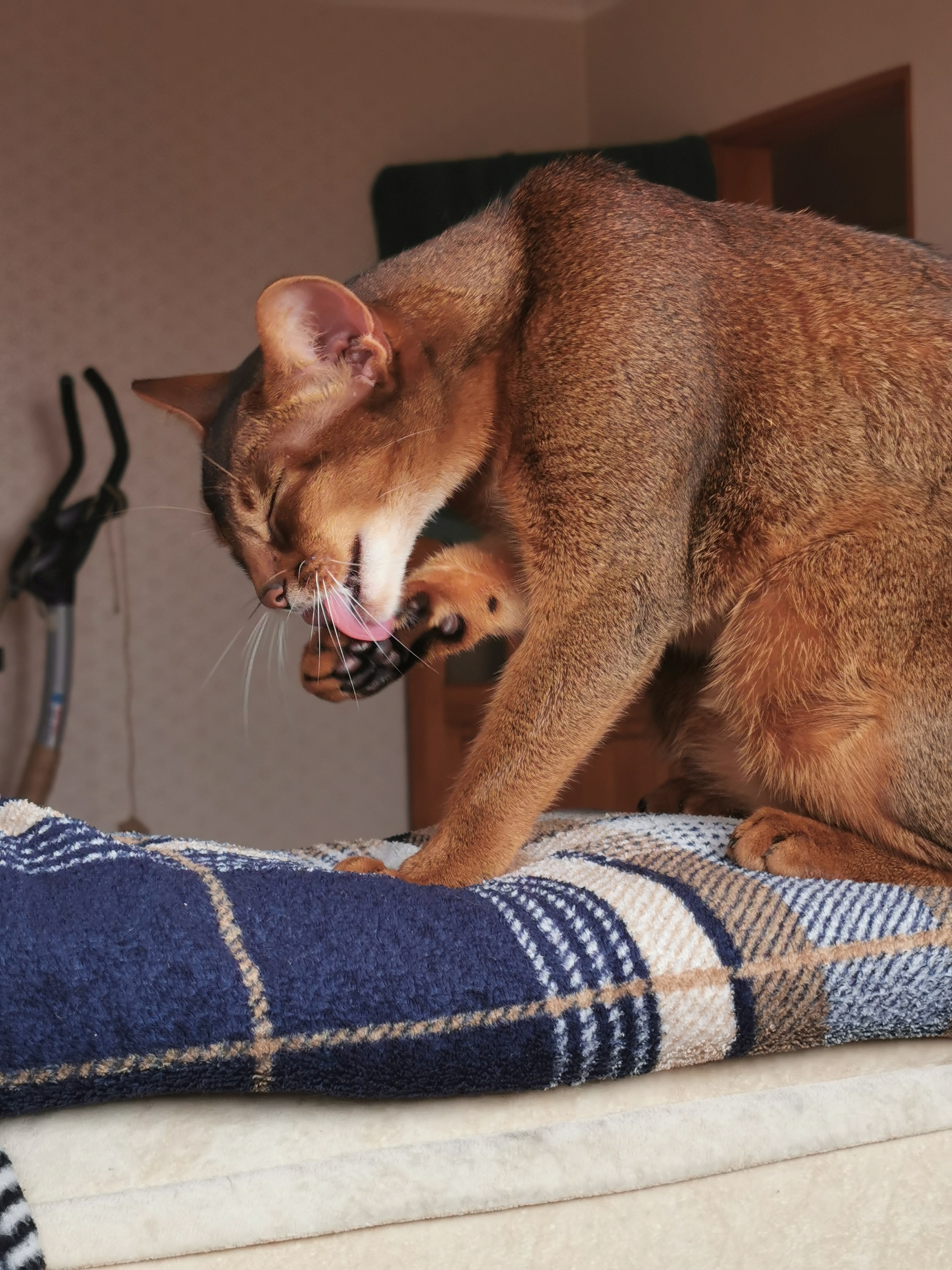 Tricky, treacherous tail - My, cat, Abyssinian cat, Photo on sneaker, Video, Longpost, Vertical video