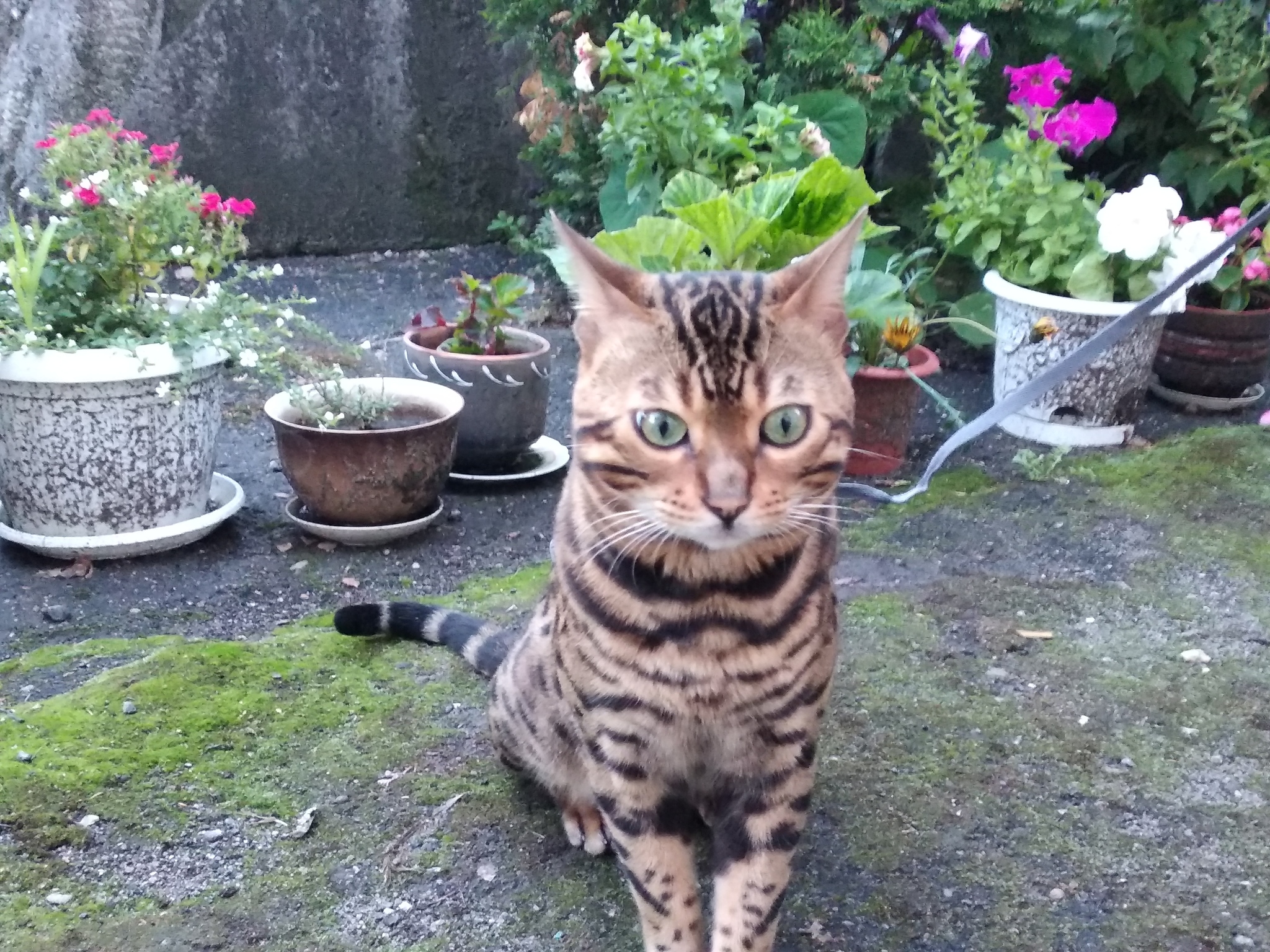 My cat) - My, Bengal cat, Animals, cat