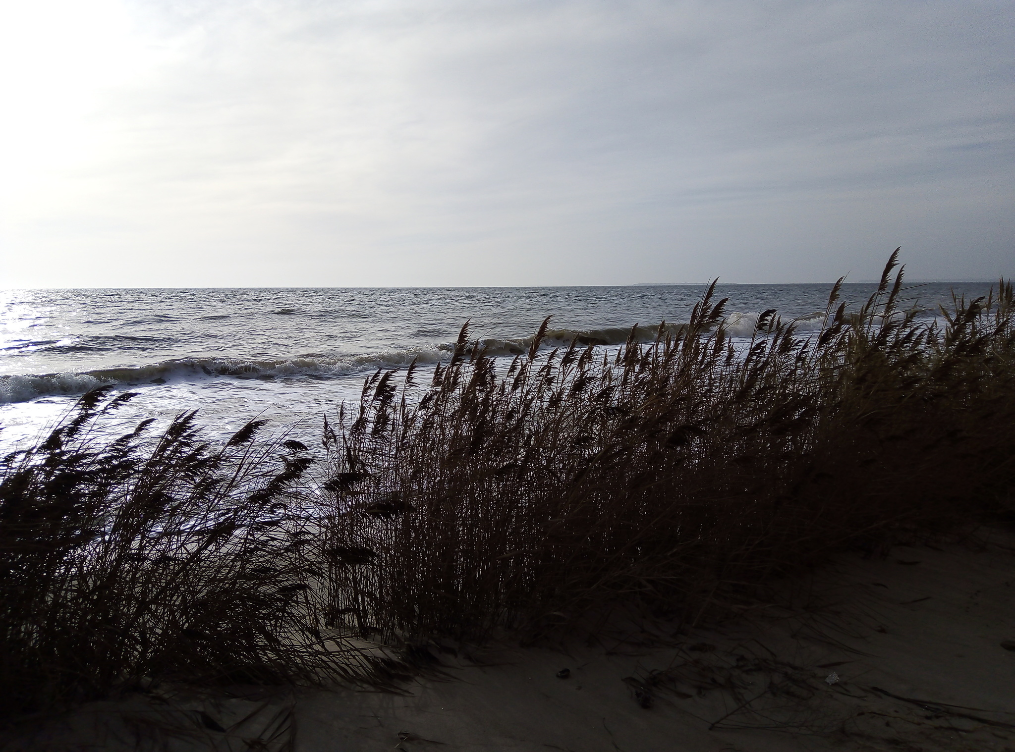 Regarding the reeds on the Black Sea coast - My, Black Sea, Reeds, Typha, Proof, Bother, Video, Longpost