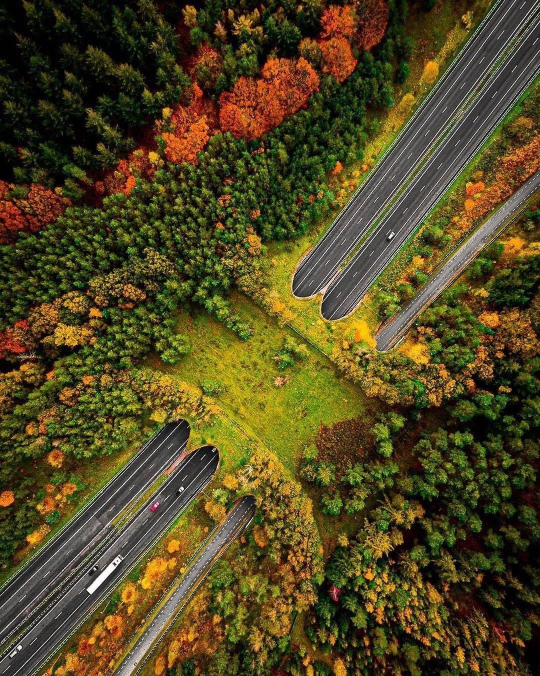 Ecoduc. Netherlands - Transition, Track, Protection of Nature, Wild animals, Netherlands (Holland), Ecoduct, The photo