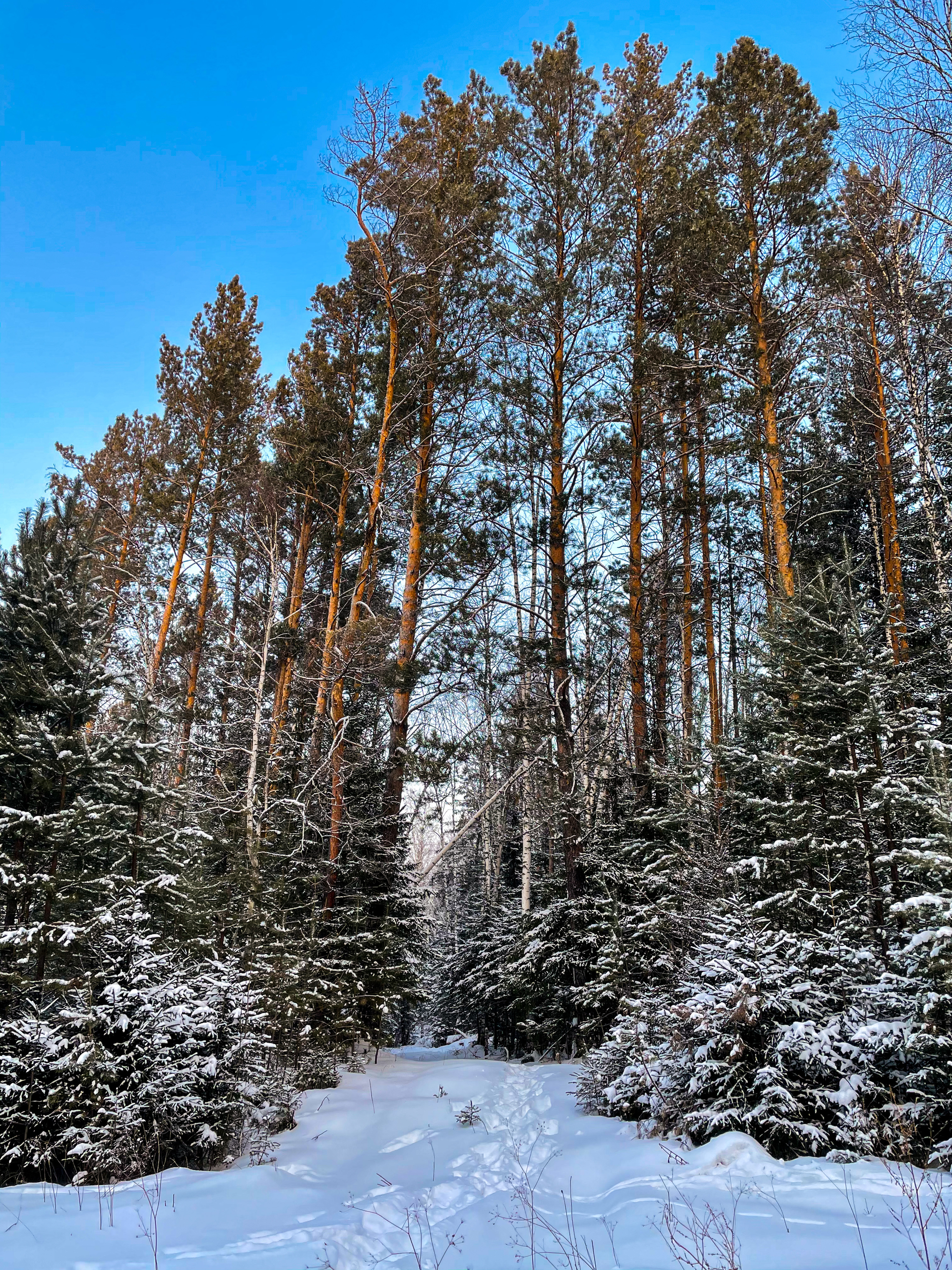 January 1, Redhead and the forest - My, Dog, Irish Setter, Setter, Forest, Krasnoyarsk, Siberia, Longpost