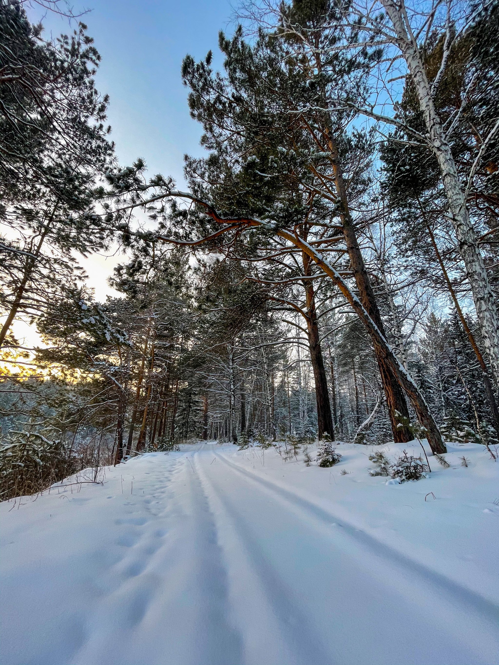 January 1, Redhead and the forest - My, Dog, Irish Setter, Setter, Forest, Krasnoyarsk, Siberia, Longpost