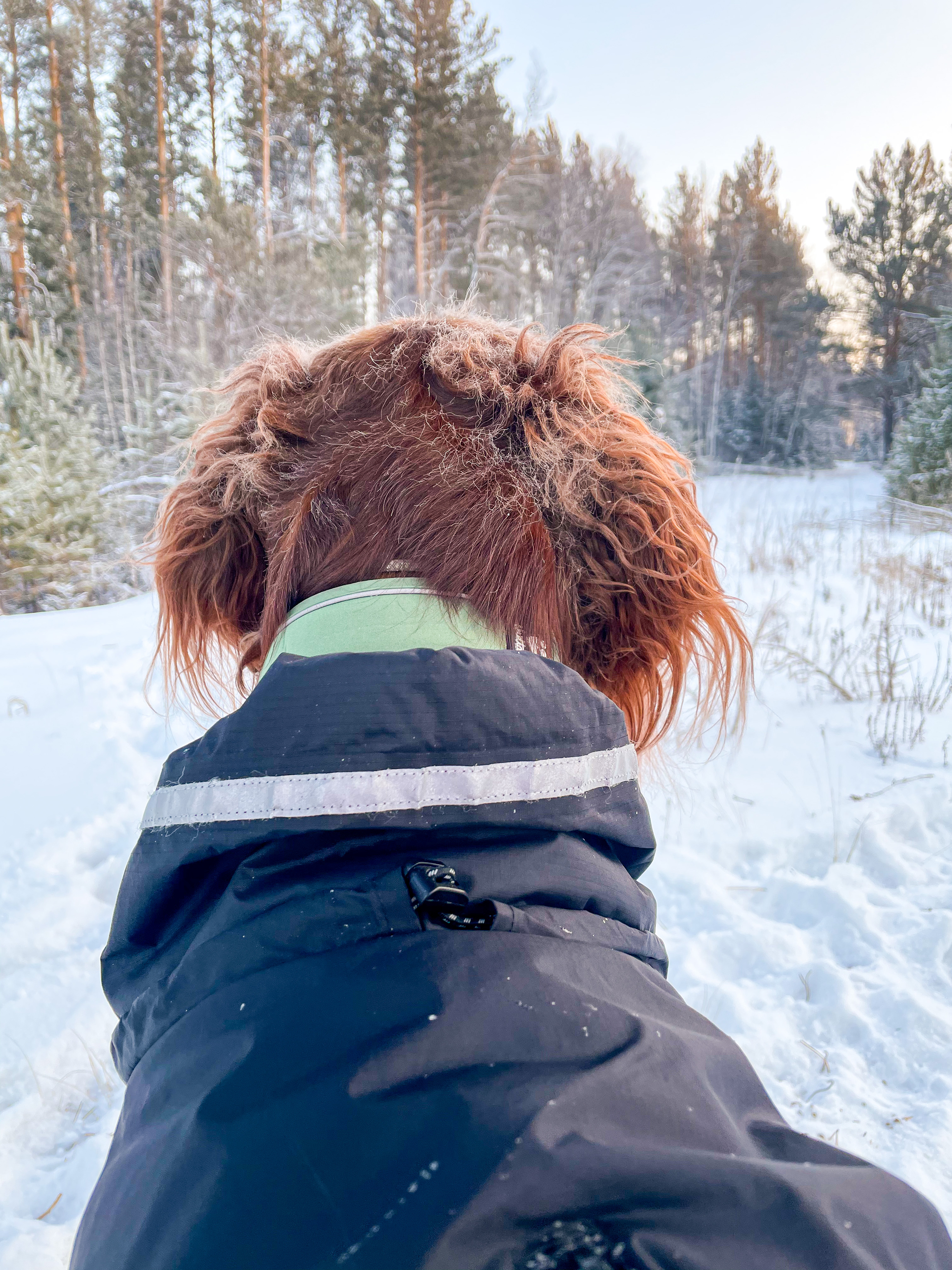 January 1, Redhead and the forest - My, Dog, Irish Setter, Setter, Forest, Krasnoyarsk, Siberia, Longpost