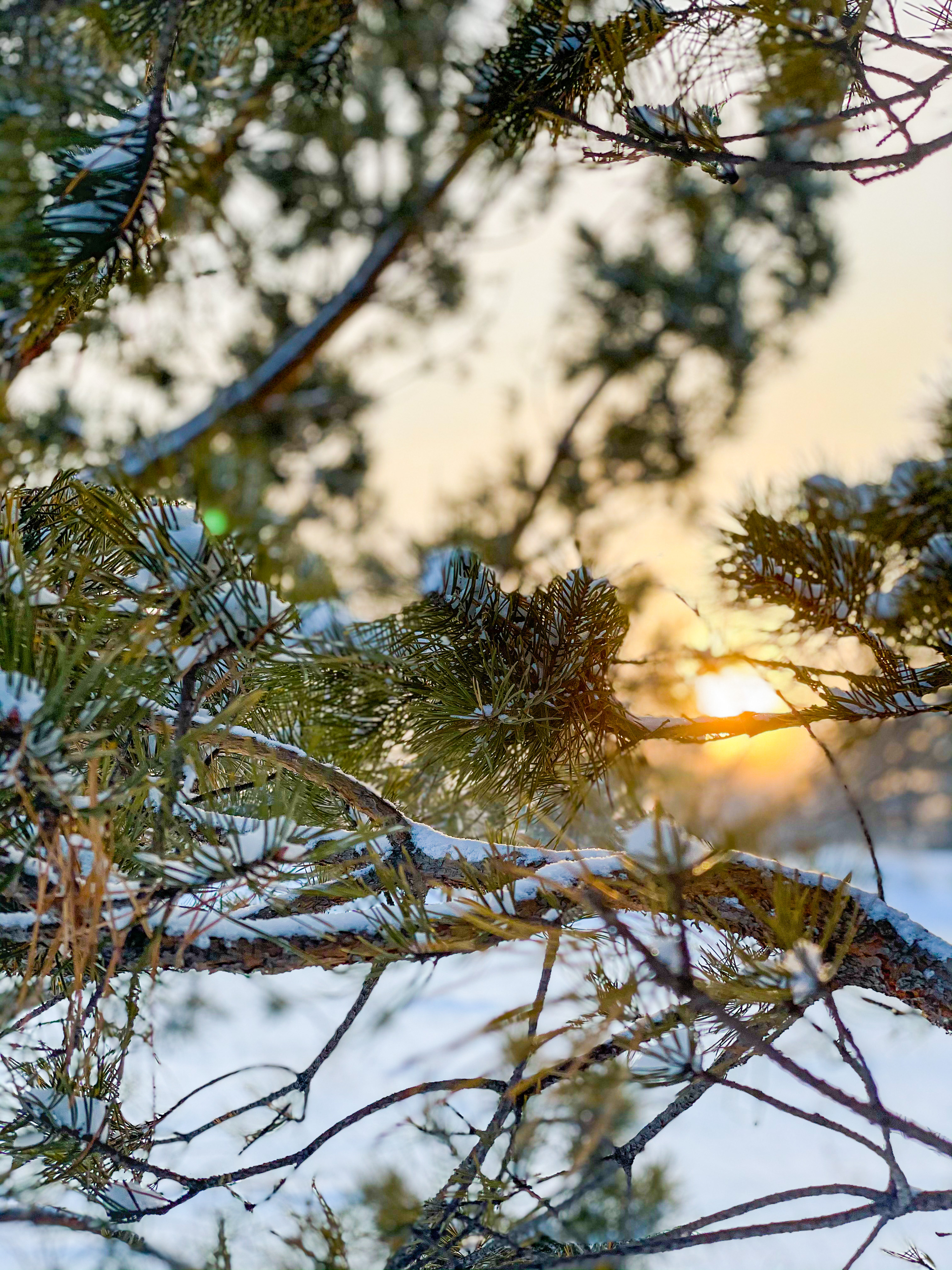 January 1, Redhead and the forest - My, Dog, Irish Setter, Setter, Forest, Krasnoyarsk, Siberia, Longpost