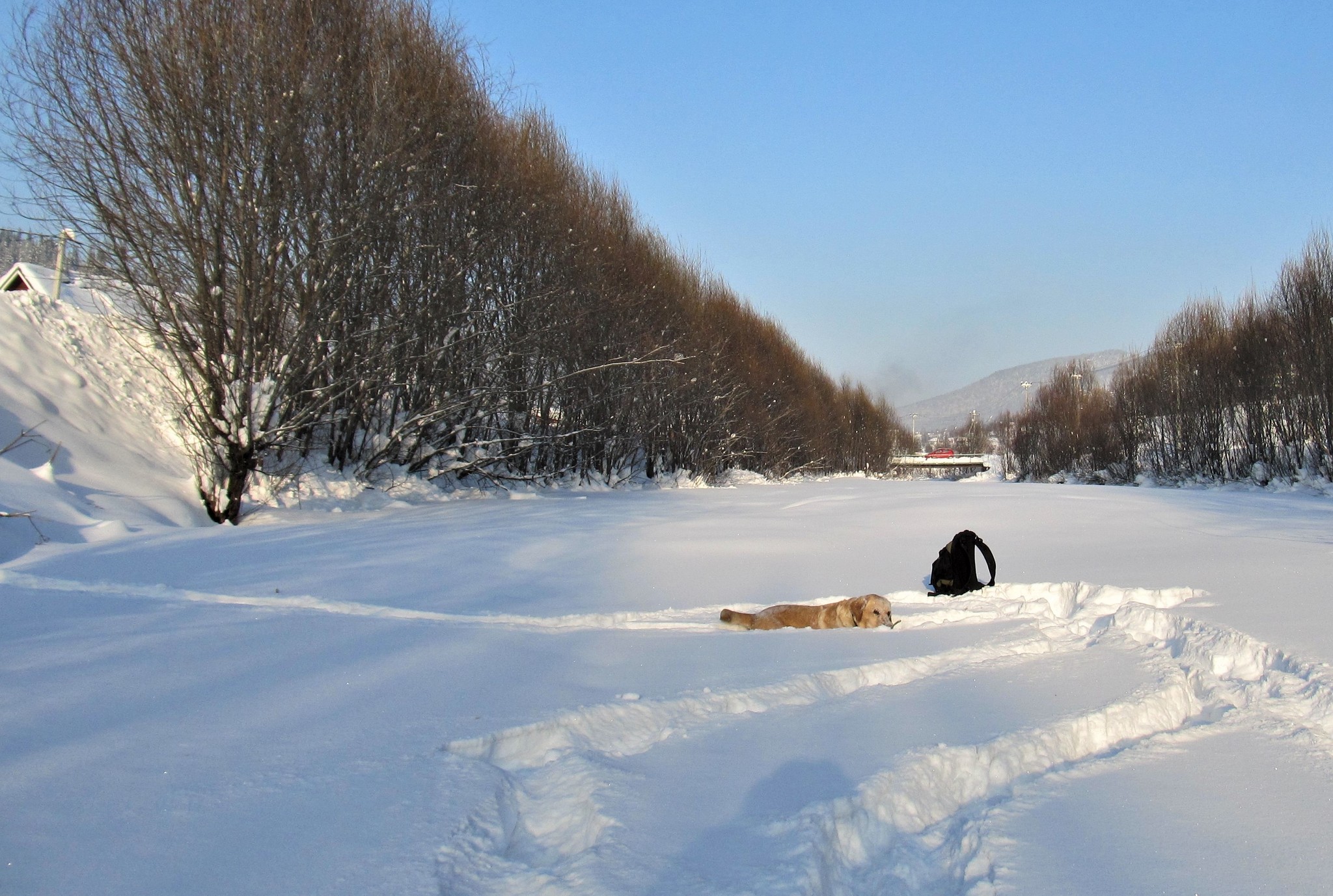 A dog should get tired while walking - My, Dog, Labrador, Walk, Winter, Snow, Video, Longpost